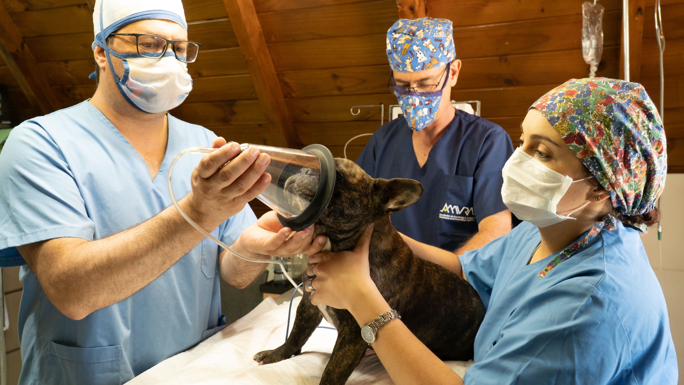 Vet professionals in blue scrubs and masks administer oxygen to a dark cat on an exam table in a clinic with wooden ceiling panels.