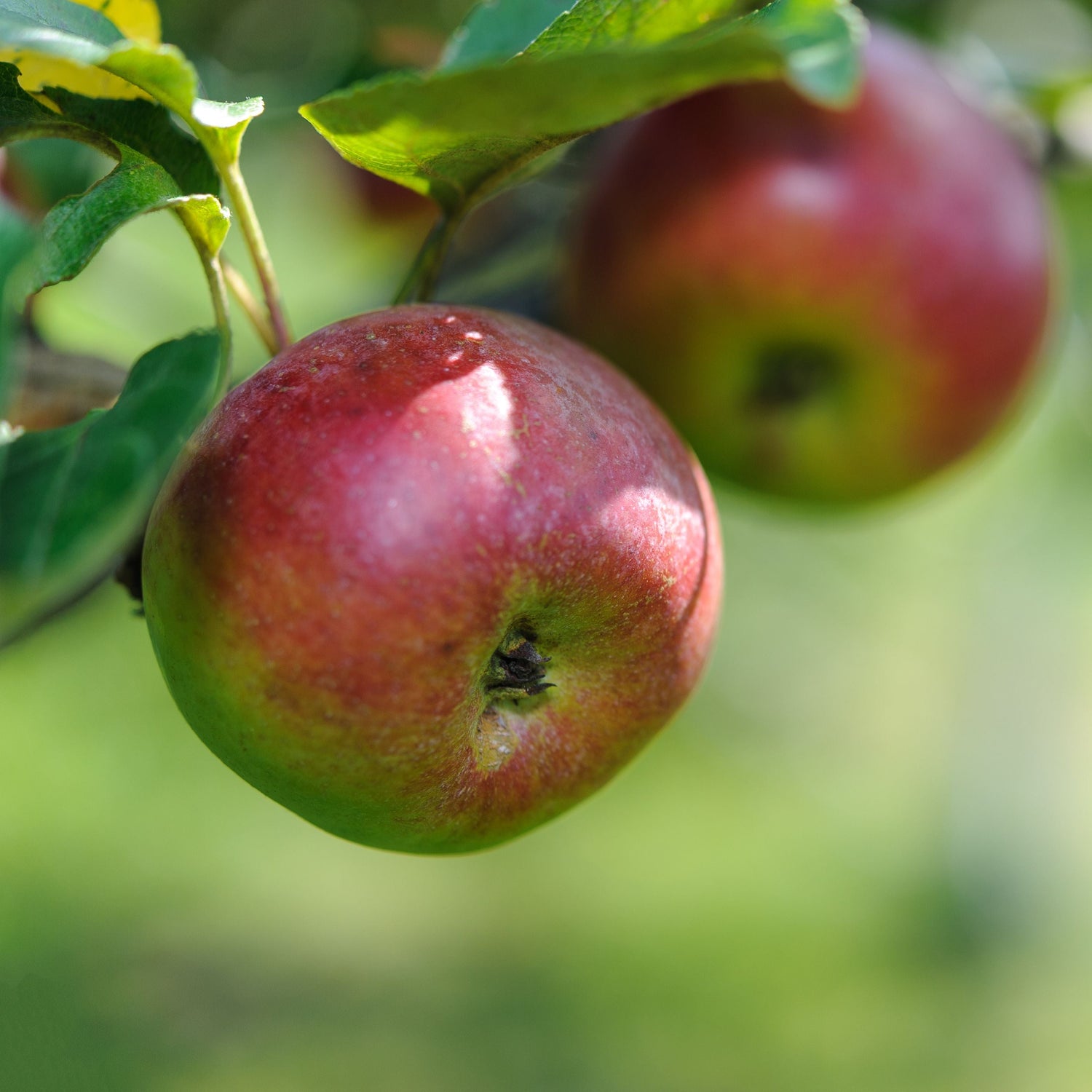 Two red apples hanging from a tree branch with a blurred green background