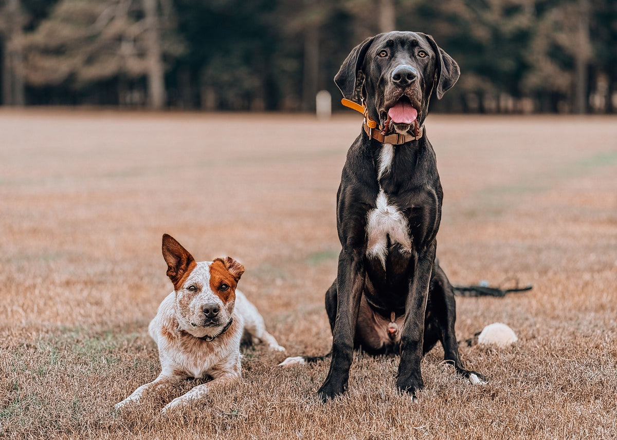 Two dogs in a dry grass field with trees in the background. A large black dog sits upright holding a white ball, and a smaller white and brown dog lies down nearby.
