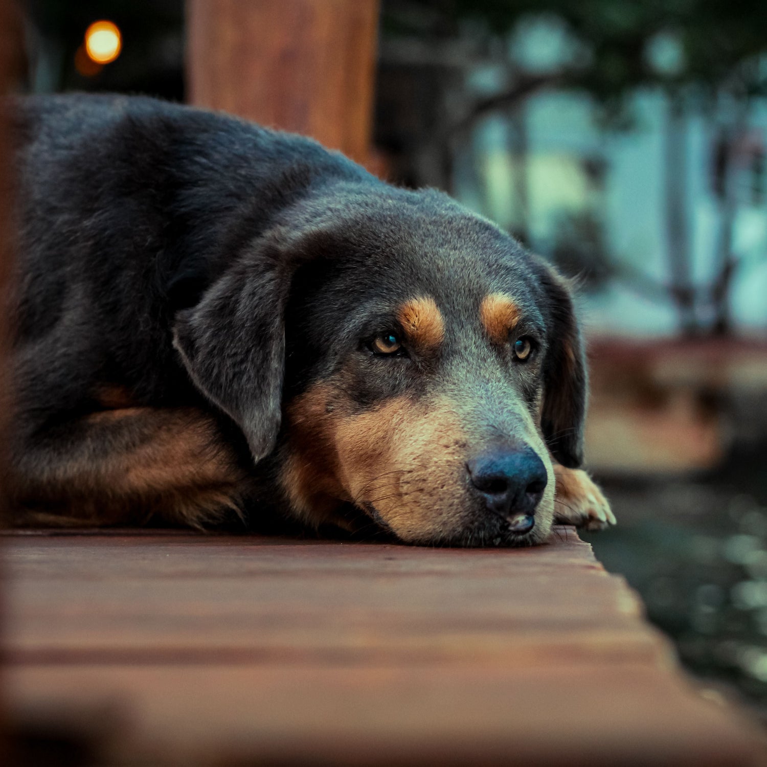 Dog lying on a wooden dock with a blurred background