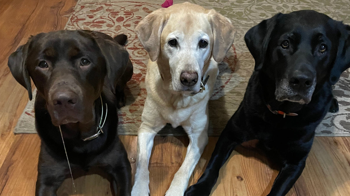 Three labrador retrievers sitting together on a hardwood floor in front of a patterned rug. The dog on the left is a drooling chocolate lab, the middle dog is a yellow lab, and the dog on the right is a black lab.
