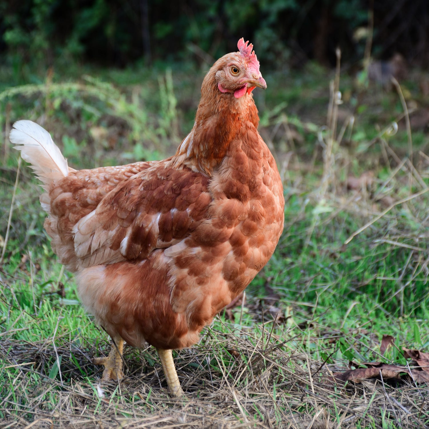 A brown hen with a red comb standing on grassy ground with a dark green, blurred forest background.