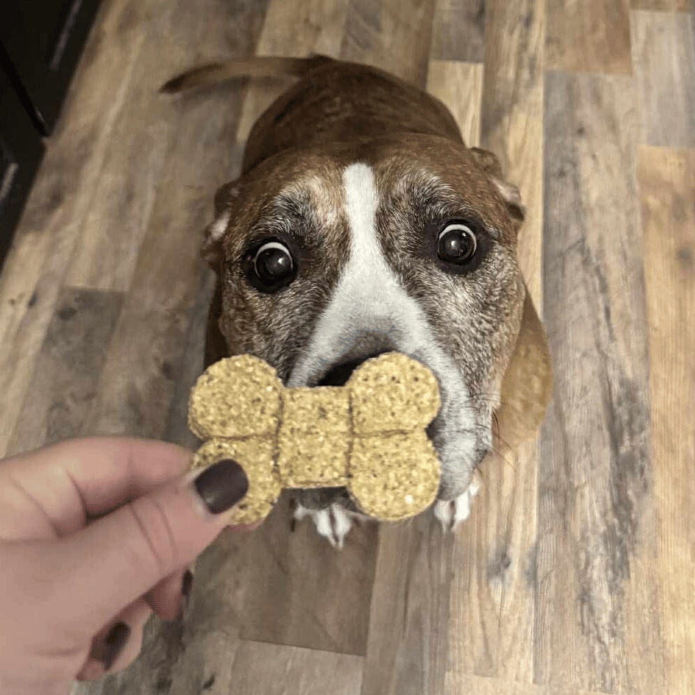 Picture of a sitting dog patiently waiting for the dog treat being held in front of his nose.