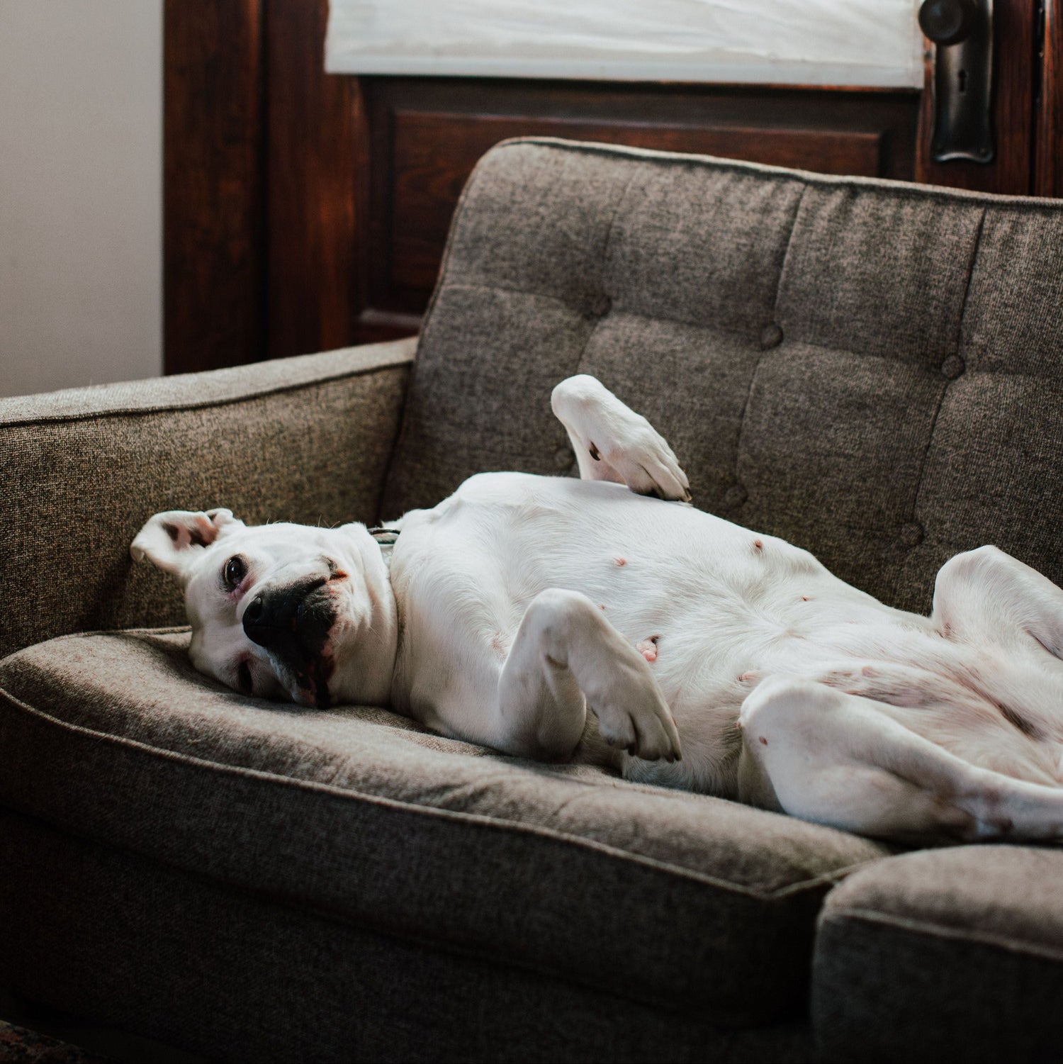 A white dog lying on its back on a brown tufted armchair in front of a window with white blinds.