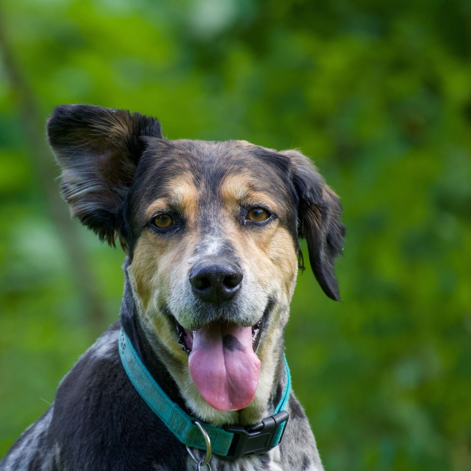 Dog with a collar standing in front of green foliage