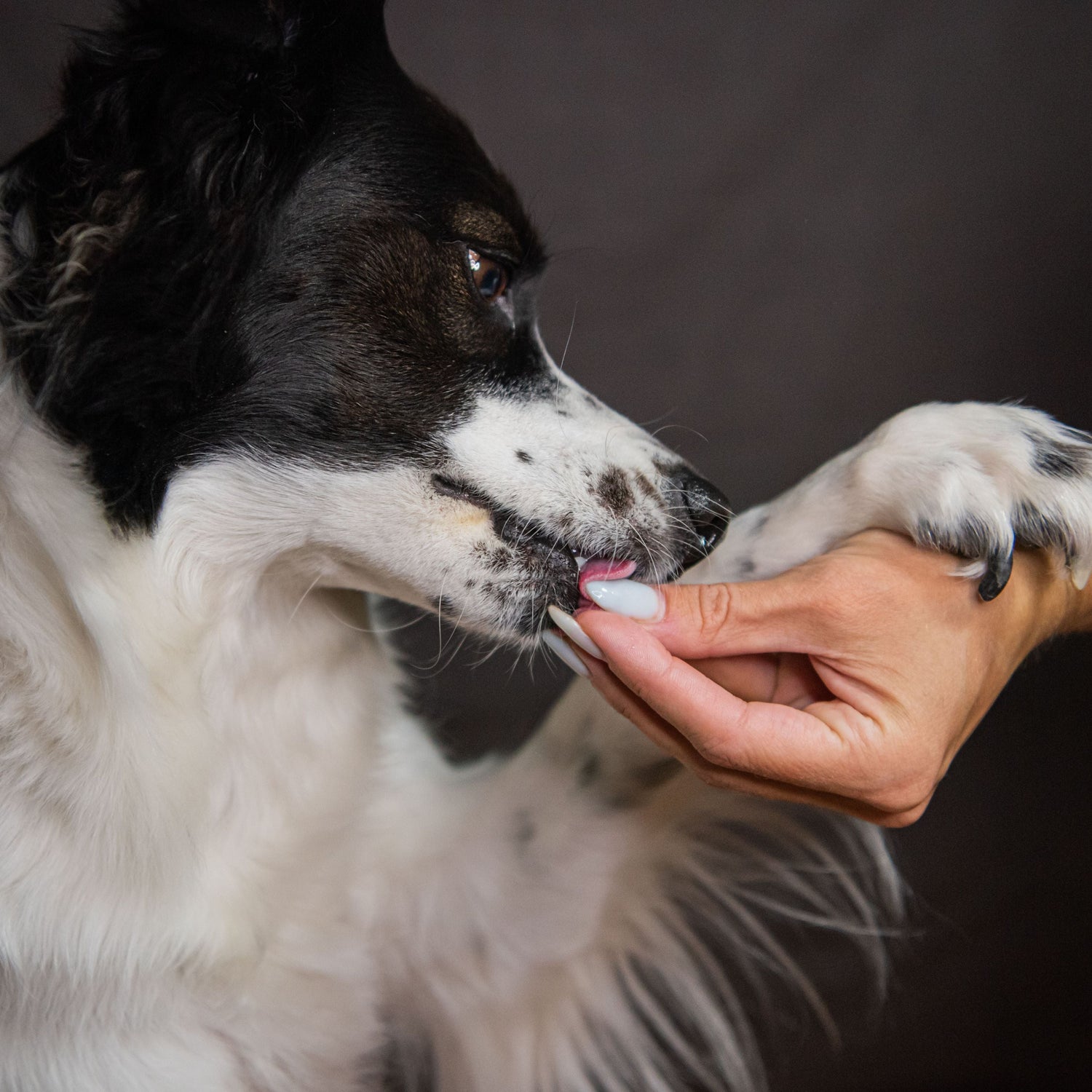 Dog interacting with a person's hand on a dark background