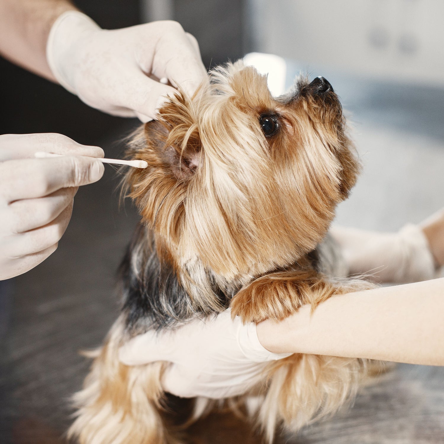 Small dog being examined by a veterinarian with gloved hands