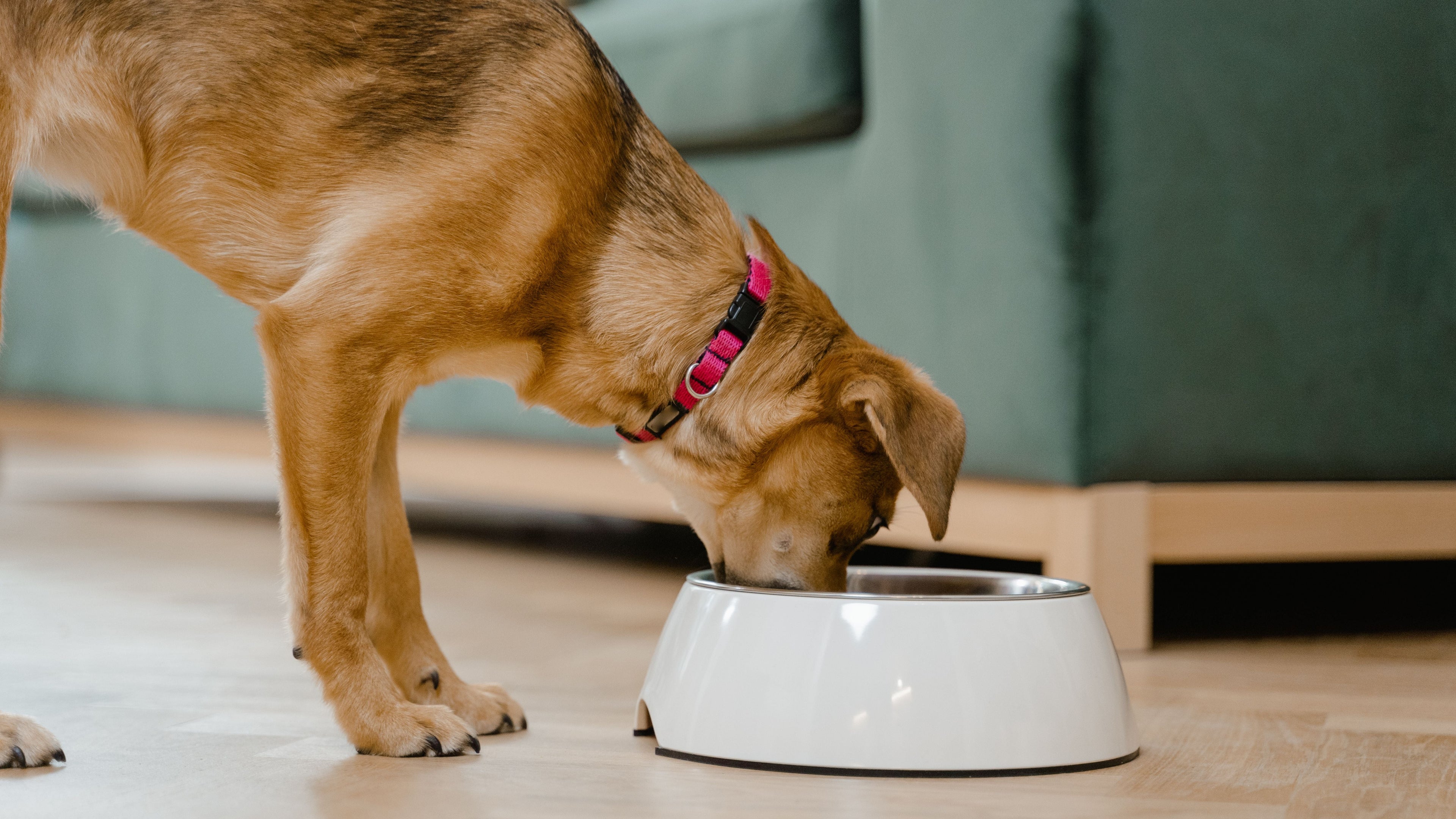 Dog drinking from a white bowl on a wooden floor with a blurred green sofa in the background