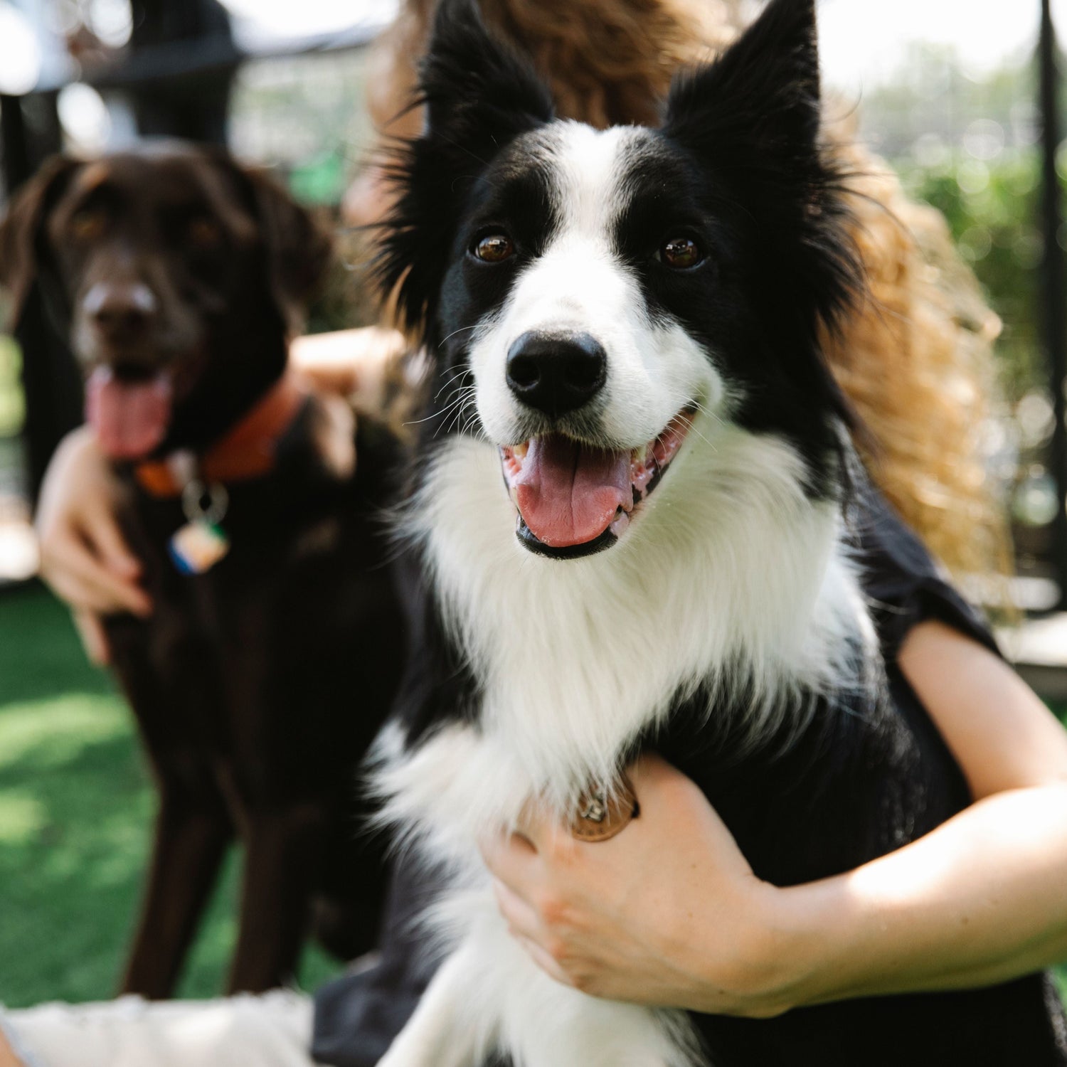 Person holding a black and white dog with another dog in the background