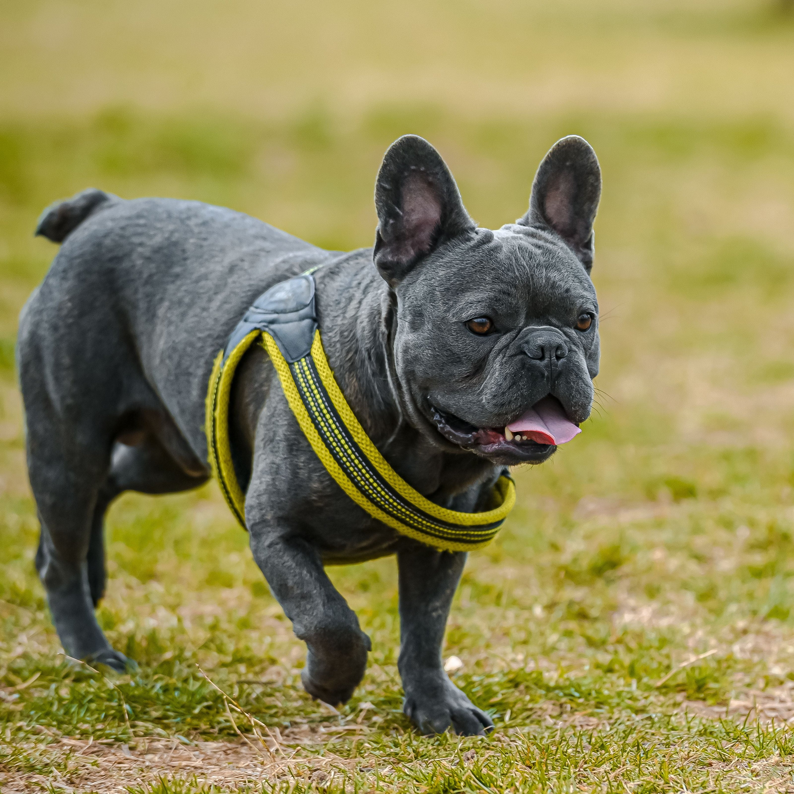 Gray French Bulldog wearing a yellow harness on a grassy field