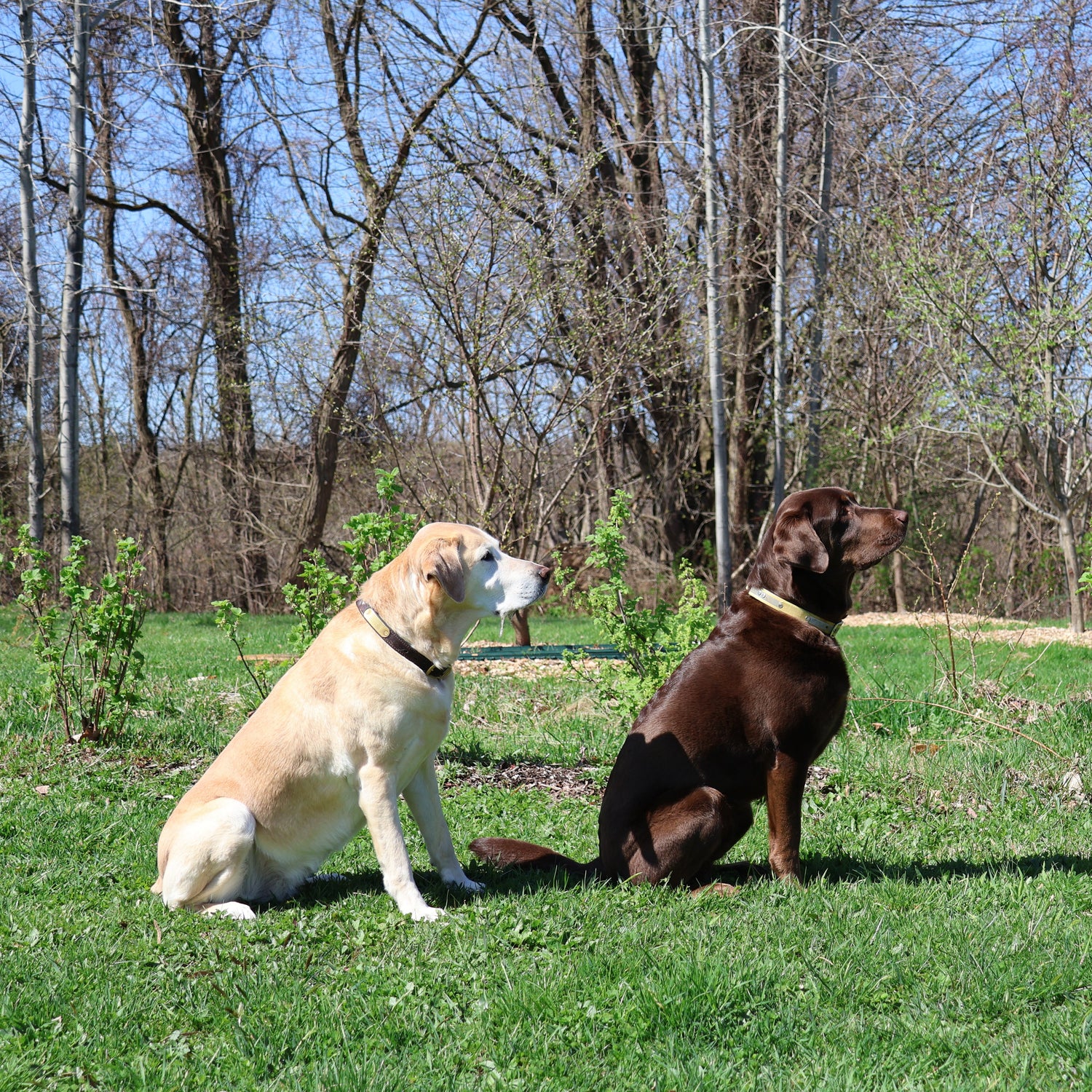 Two dogs sitting and looking to the right, with bare trees and blue sky in the background.