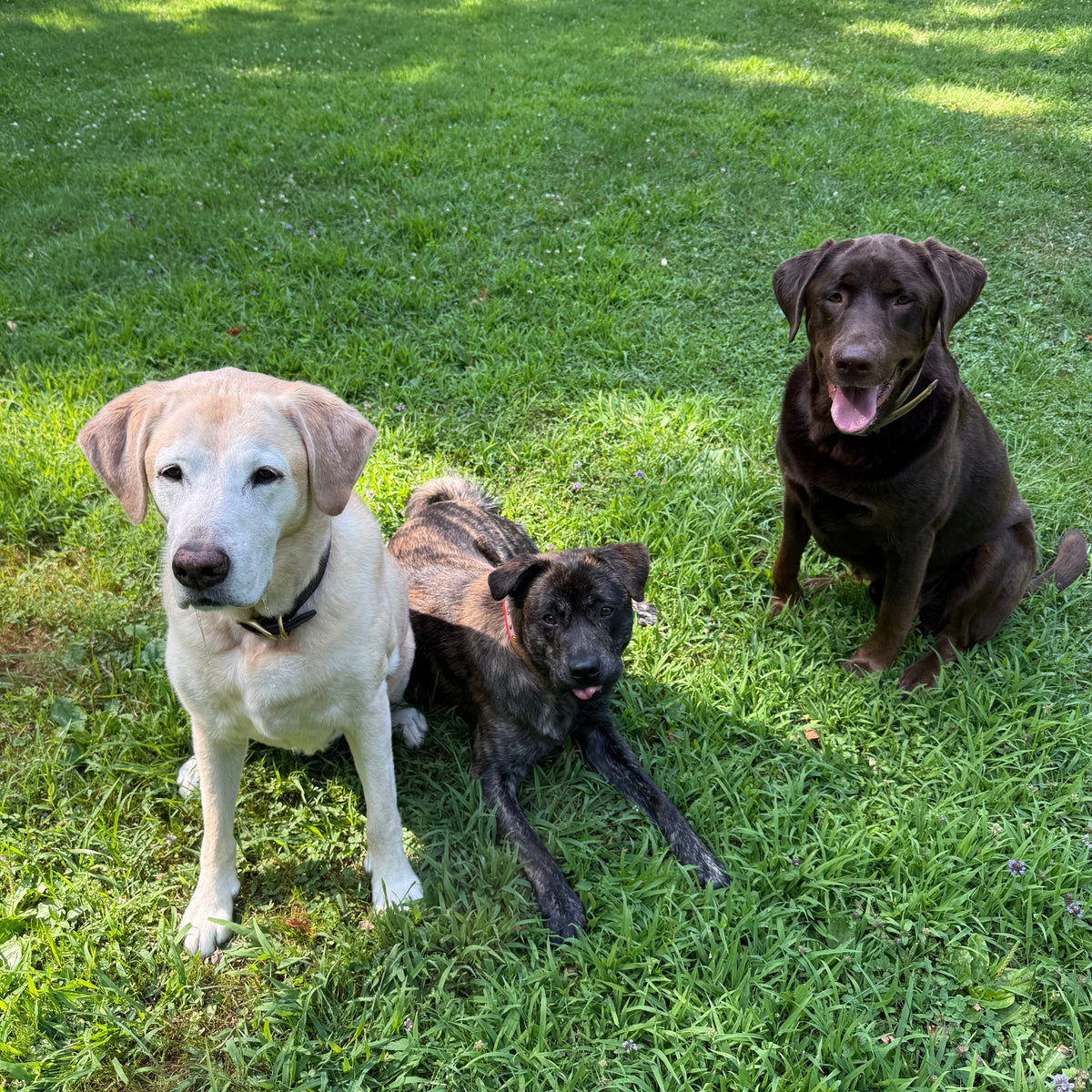 Three dogs sitting on a grassy lawn in the shade of trees. On the left is a yellow Labrador retriever, in the center is a small black and tan brindle dog lying down, and on the right is a chocolate Labrador retriever sitting with its mouth open.