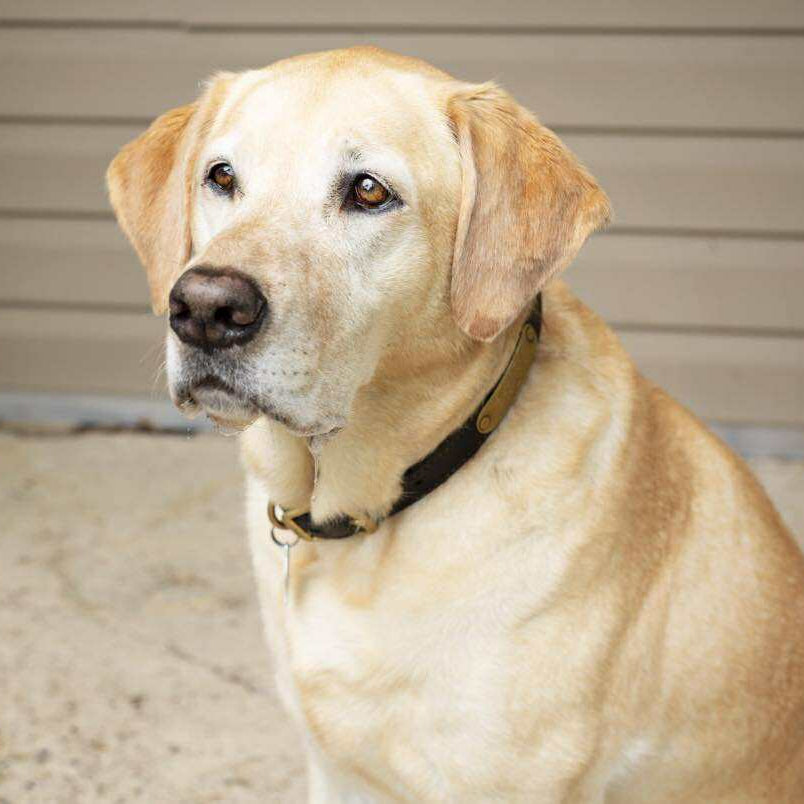 A yellow Labrador Retriever sitting outdoors against a beige house siding background, wearing a black collar.