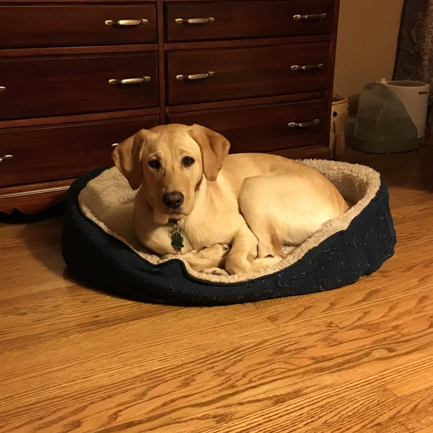 A yellow Labrador retriever dog lying inside a dark blue and cream pet bed on a wooden floor, positioned next to a dark wood dresser in a home setting.
