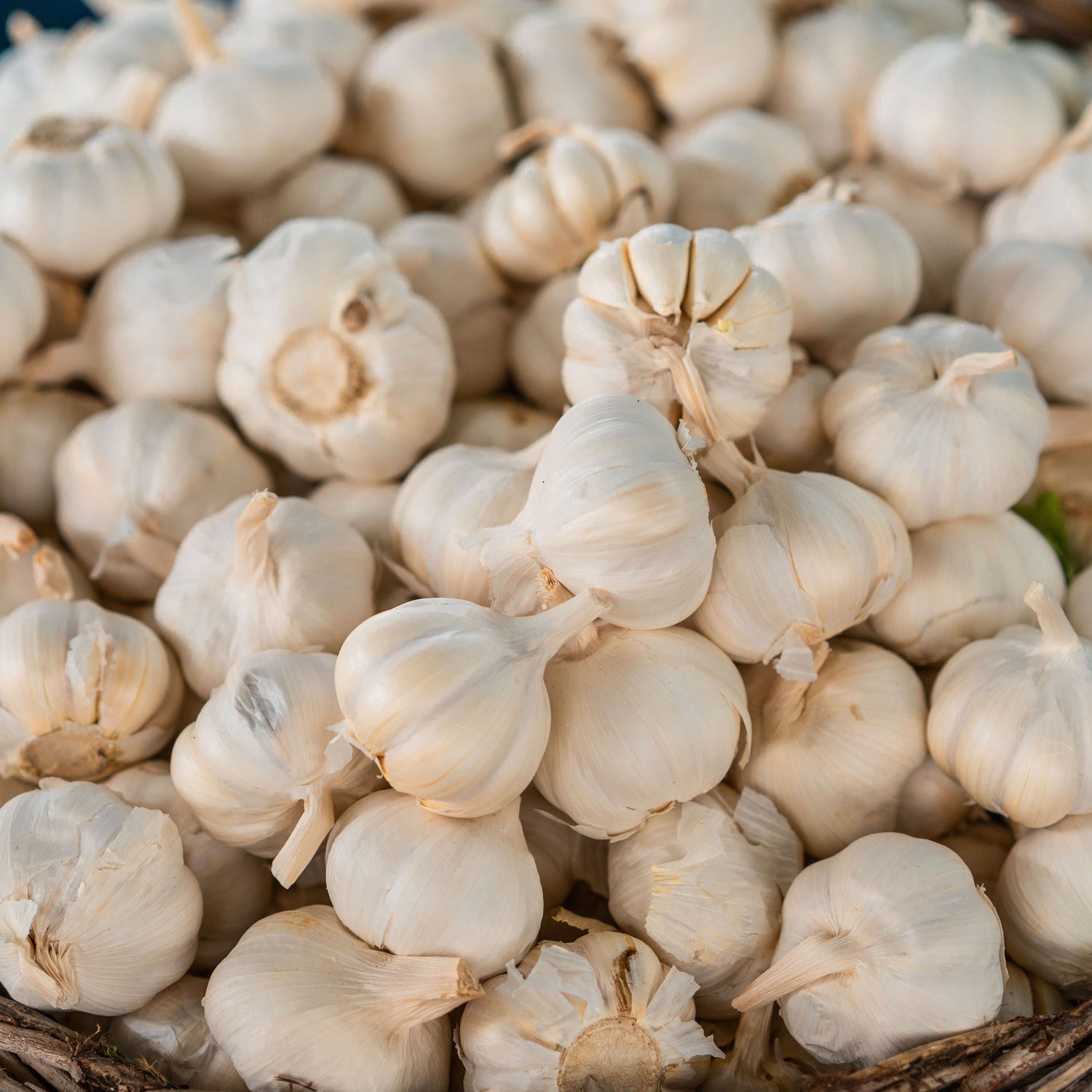 Basket of garlic bulbs in a wooden basket