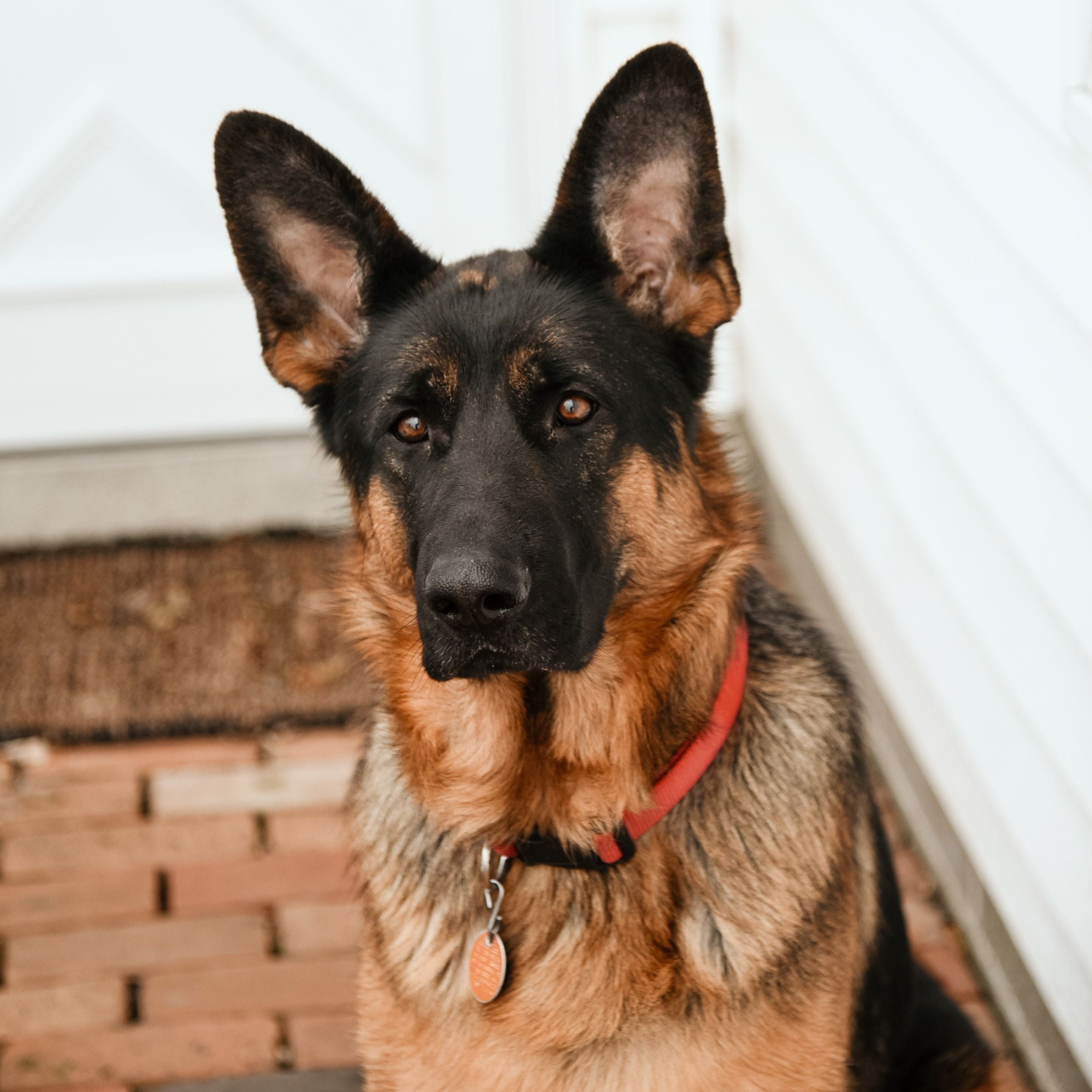 German Shepherd dog with a red collar standing indoors.