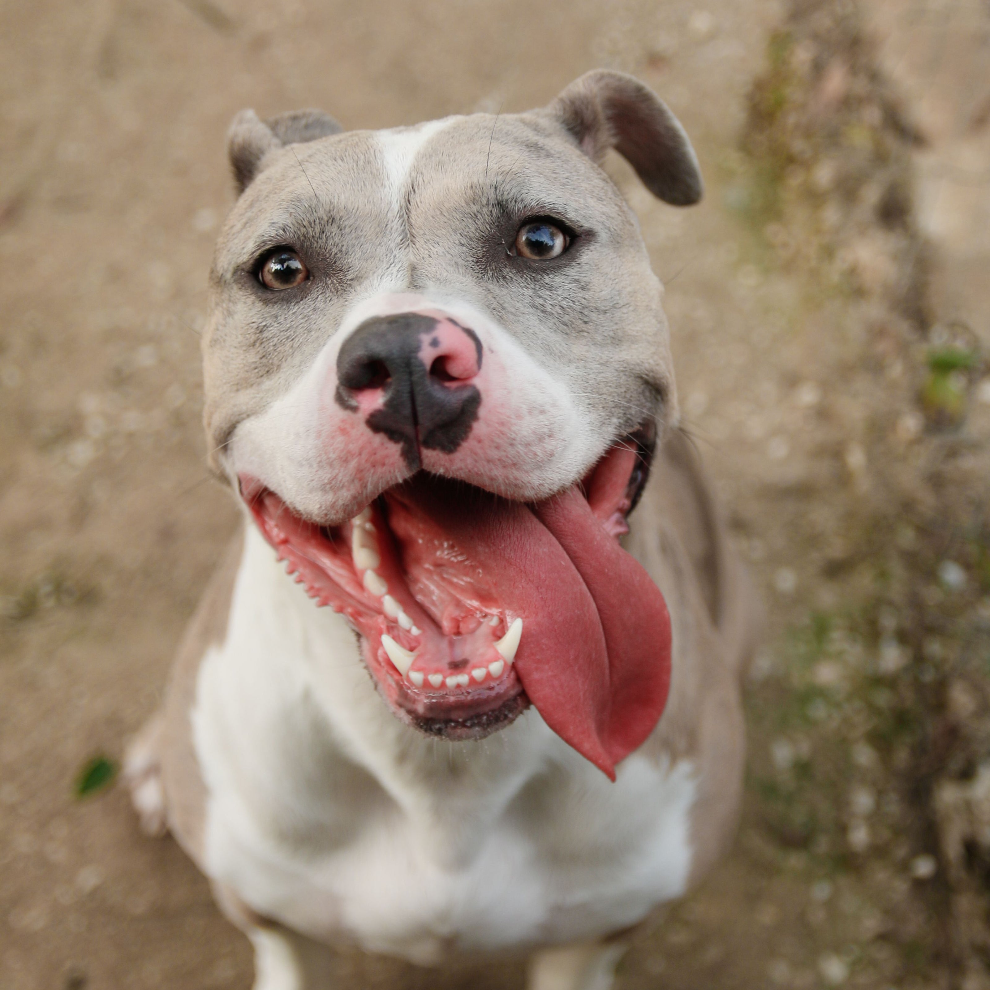 A close-up shot of a pitbull-type dog looking directly at the camera with its mouth open, showing its tongue and teeth, set against a blurred dirt background.