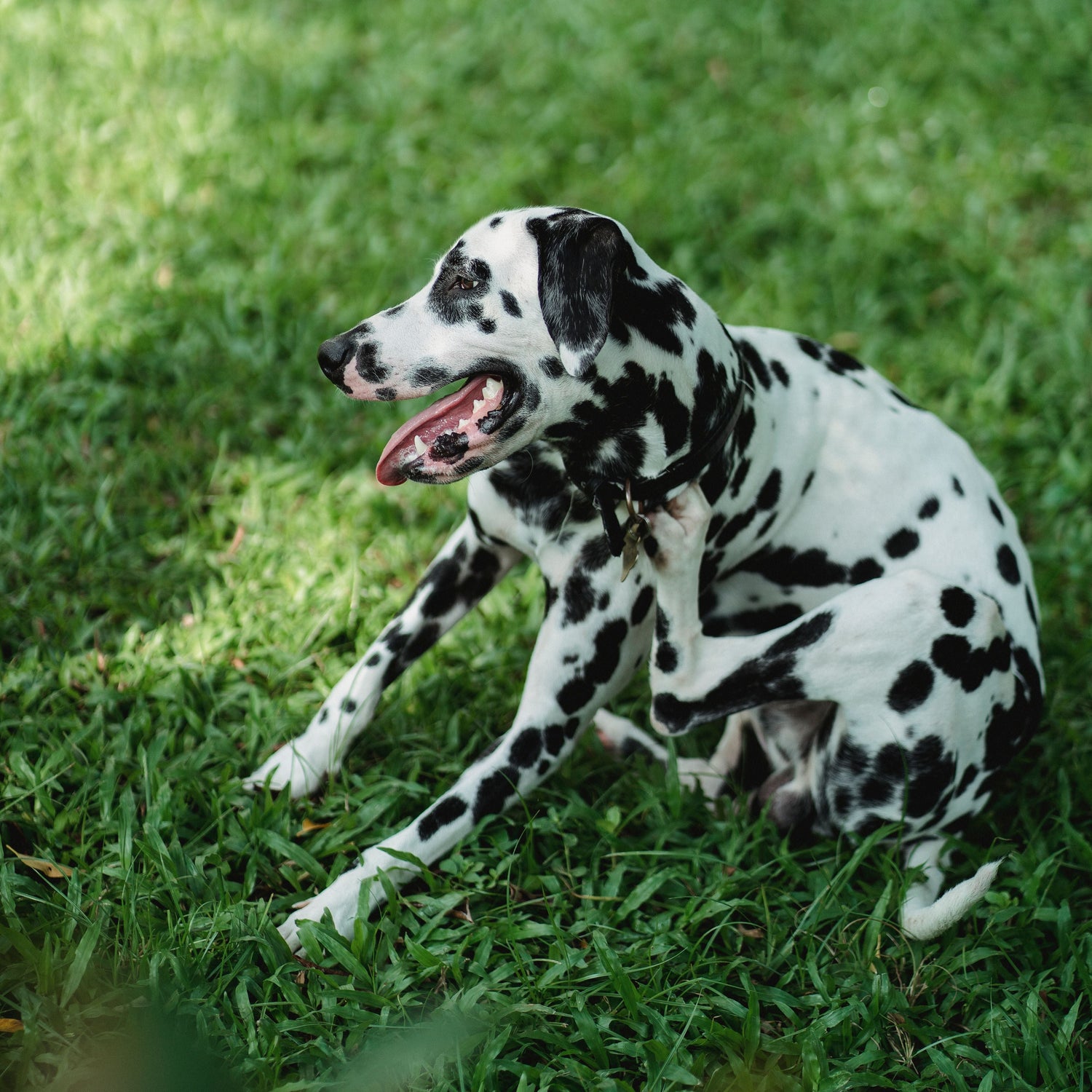 Dalmatian dog sitting on a grassy field