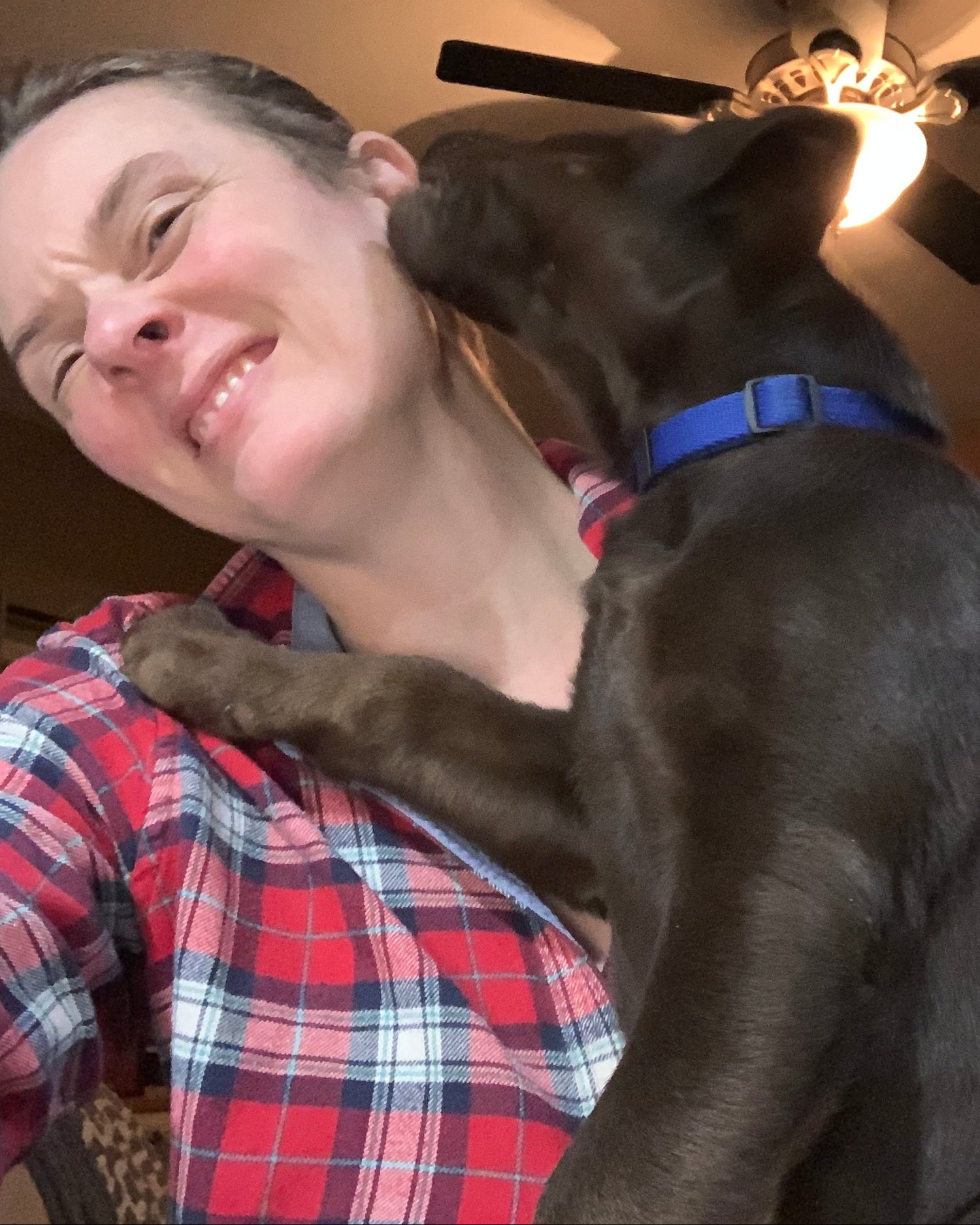A chocolate lab puppy wearing a blue collar is licking a person's face in a playful indoor setting. The person is wearing a red and blue plaid shirt, and the scene is lit by warm indoor lighting.