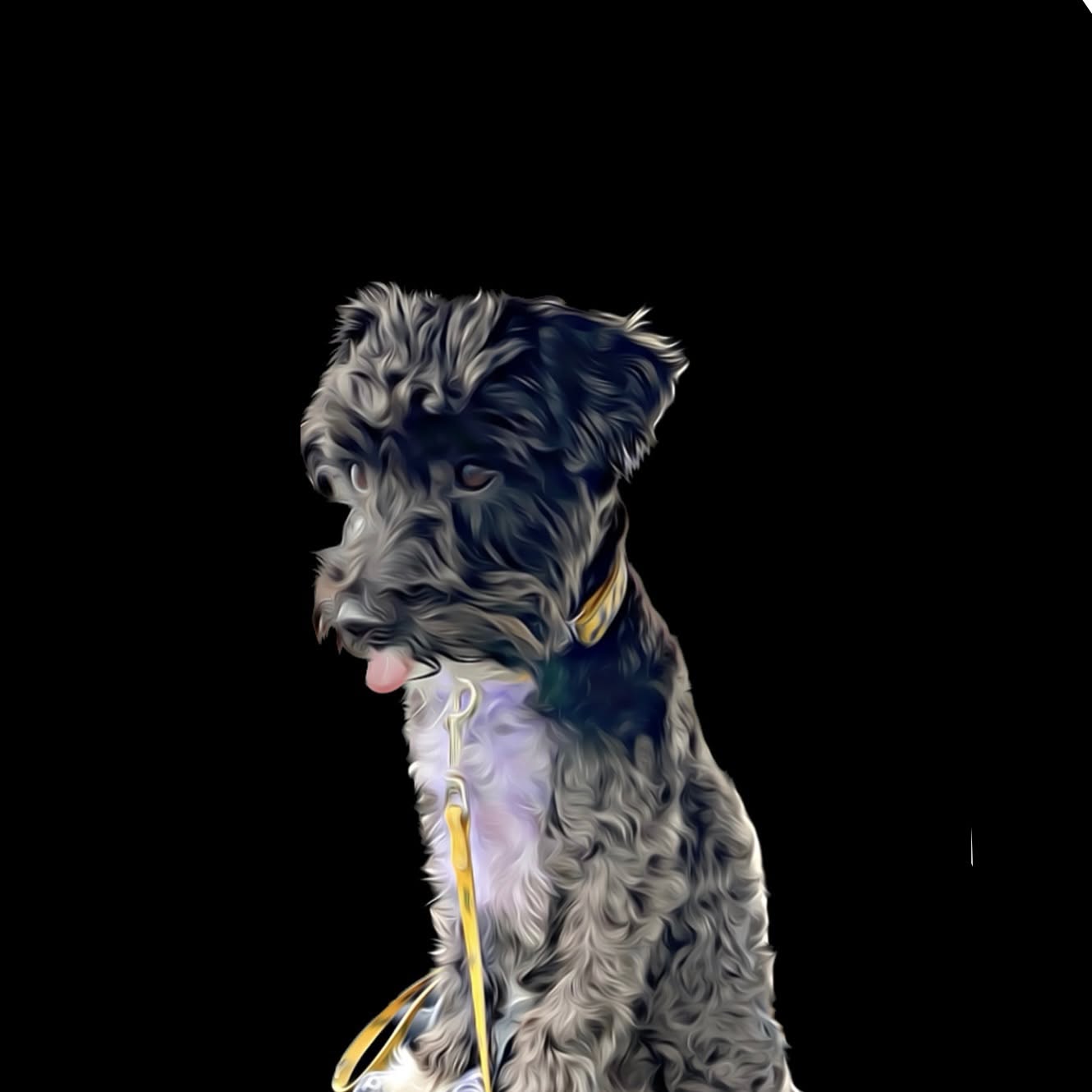 A stylized digital illustration of a black and gray scruffy dog wearing a yellow collar and leash, set against a solid black background.