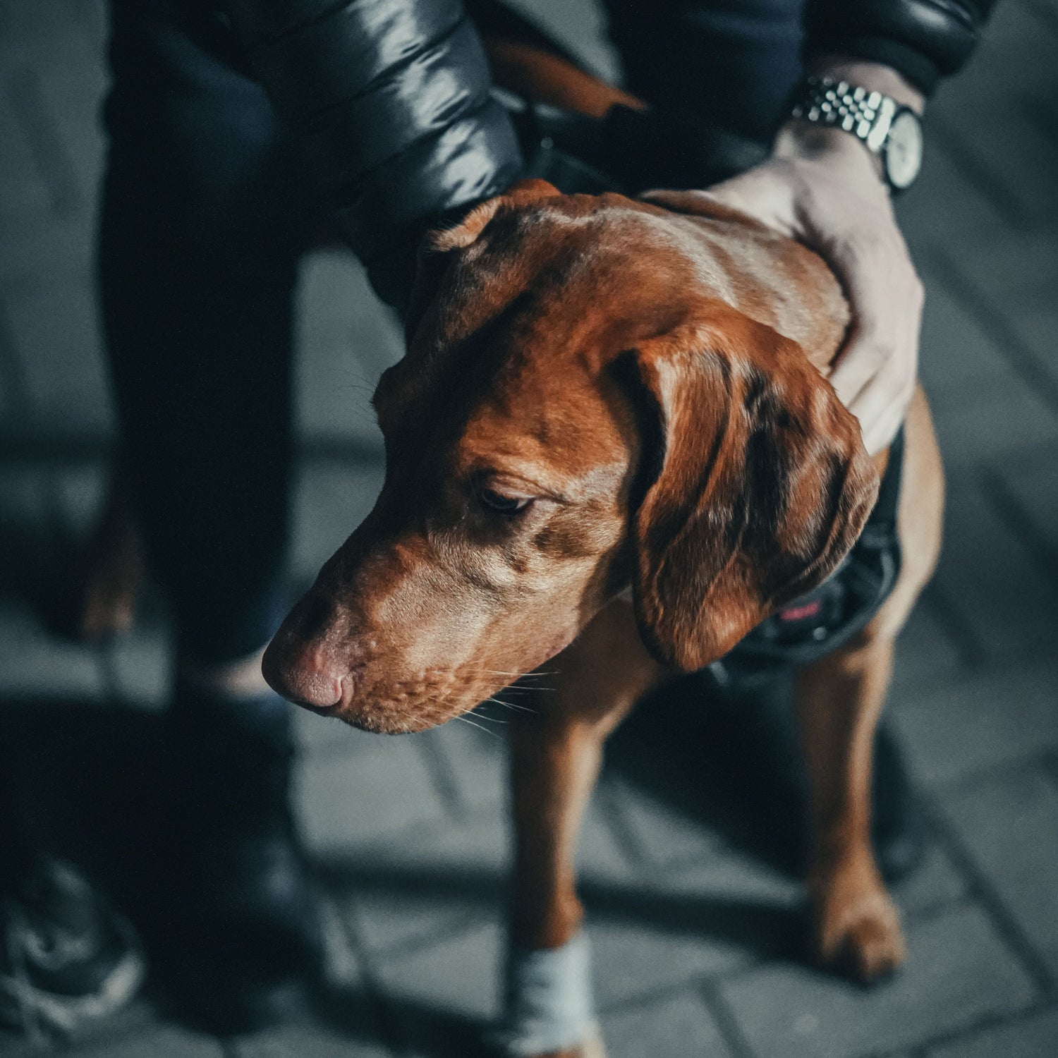 A brown dog wearing a black harness stands on a gray paved ground while being held by a person wearing a black puffer jacket and dark pants.