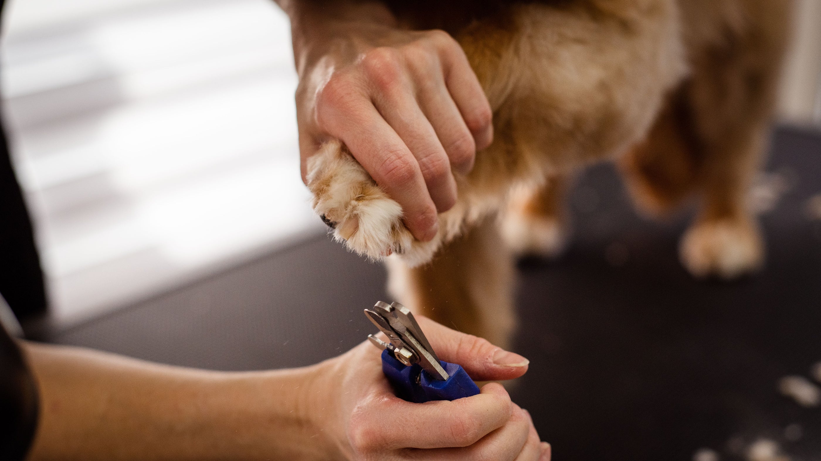 Person trimming a dog's paw with nail clippers.