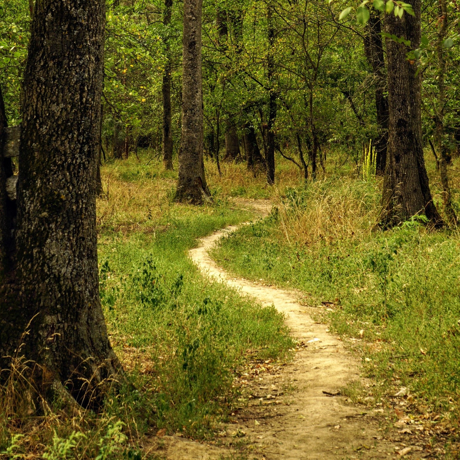 A winding dirt path through a dense green forest with tall trees and grass.