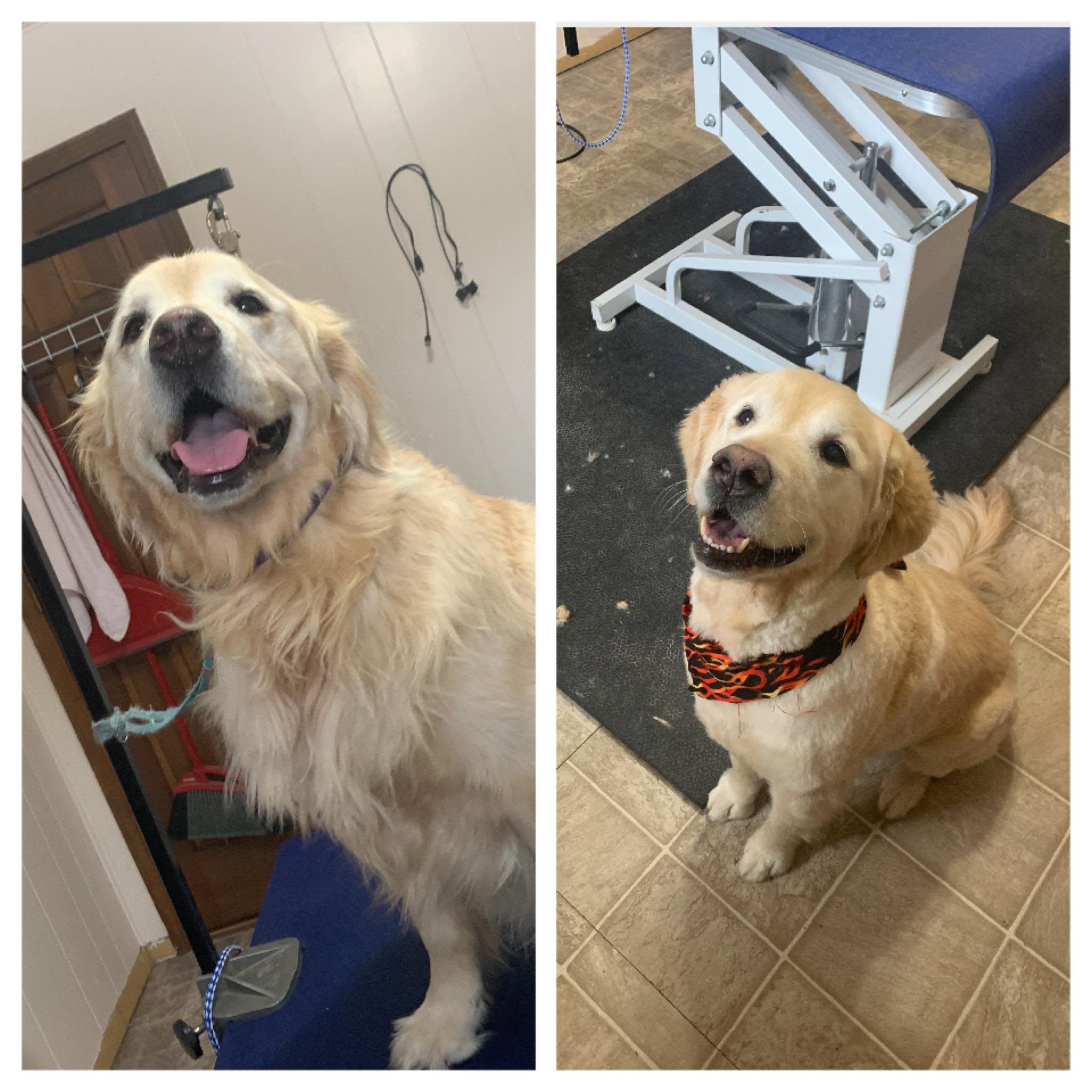 A split-screen photo showing a golden retriever dog in a grooming or treatment room. The left panel shows the dog standing on a blue grooming table, and the right panel shows the dog sitting on a tiled floor wearing a black and orange patterned bandana.