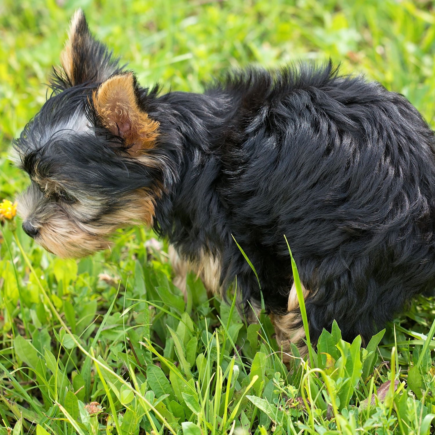 Small black dog with brown ears standing on grass