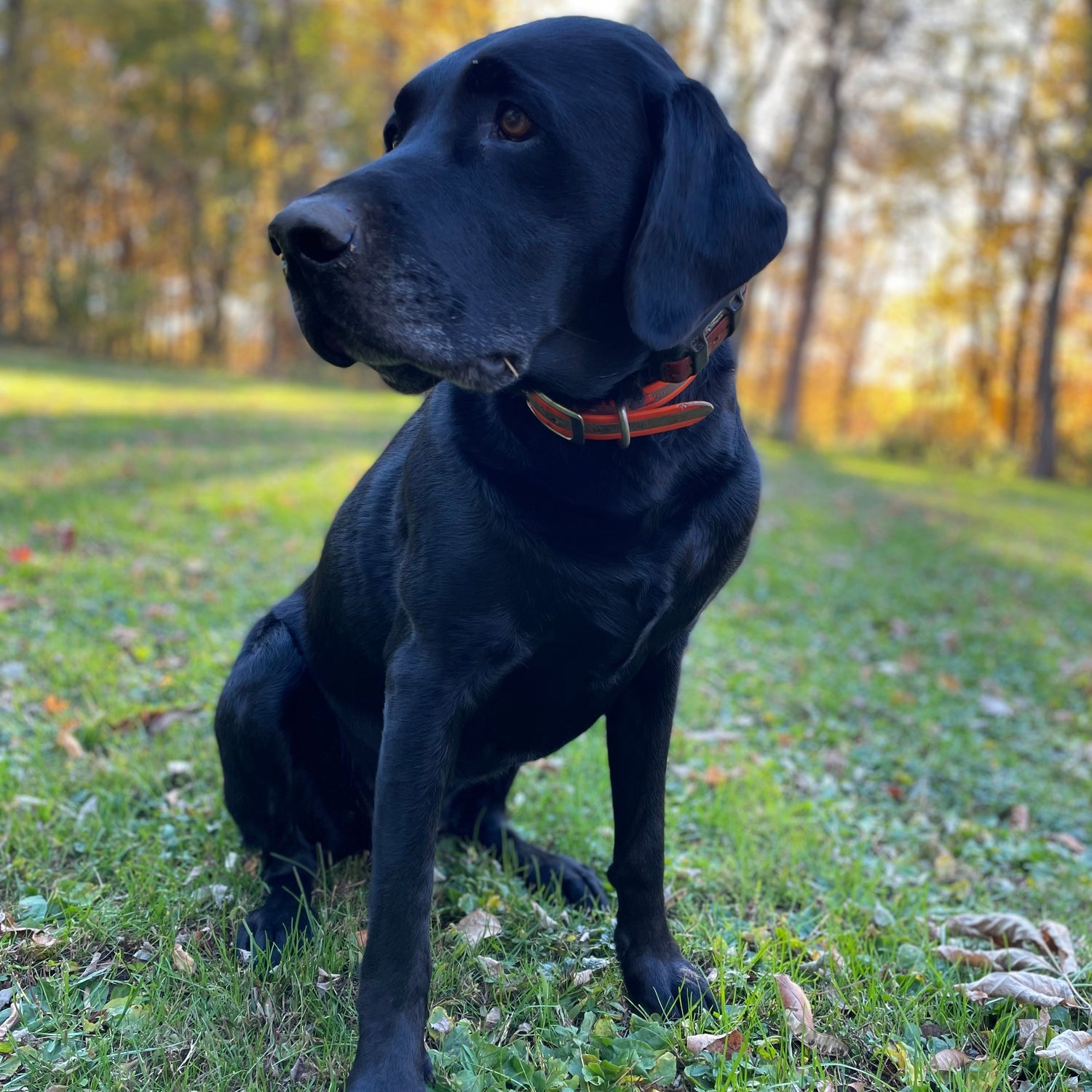 A black dog sitting on a grassy lawn outdoors, wearing an orange collar, with trees and sunlight in the background.