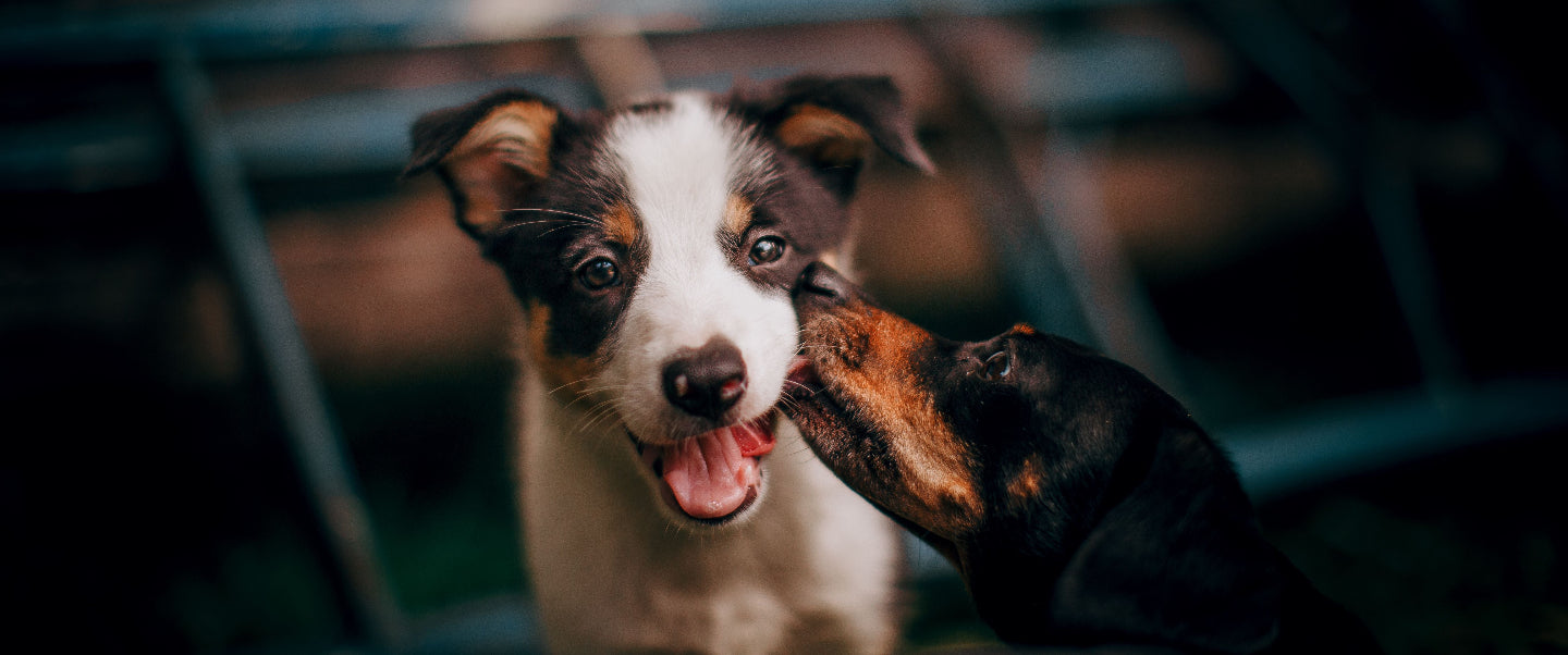 A couple puppies, one looking at the camera, the other licking the first one's face.