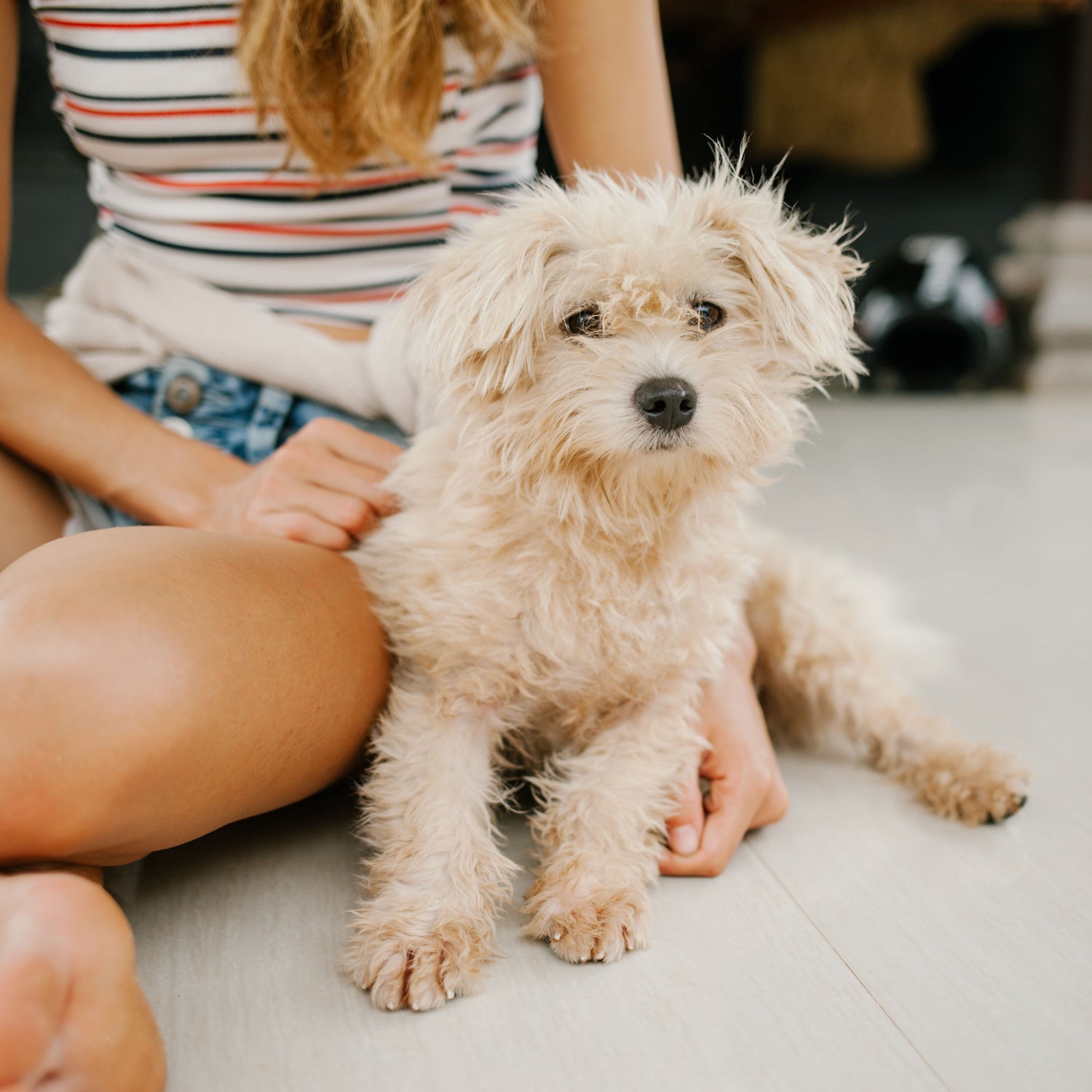 Small dog sitting on a person's lap with a blurred background