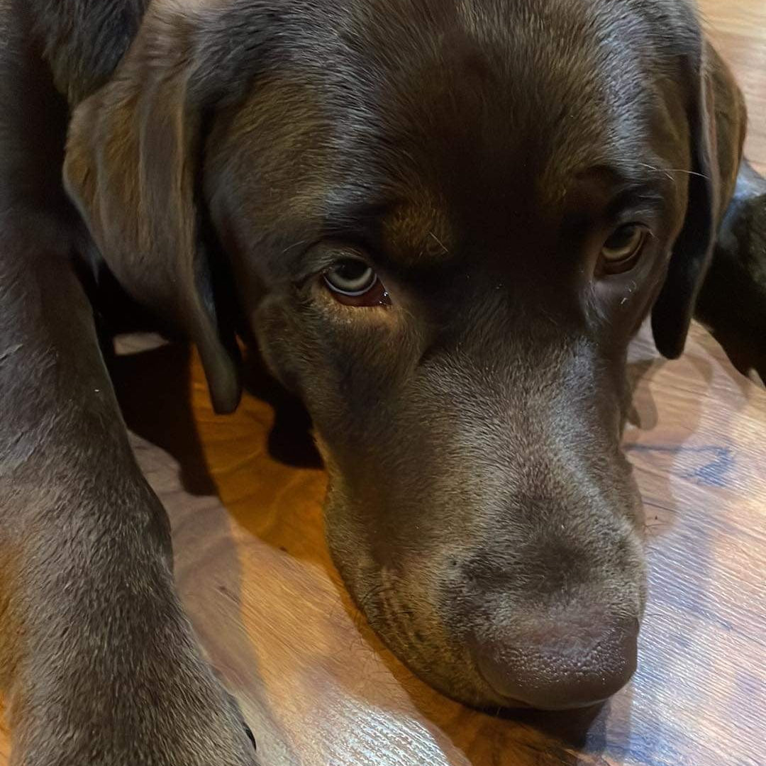 A close-up shot of a dark brown dog lying on a polished wooden floor, looking directly at the camera.