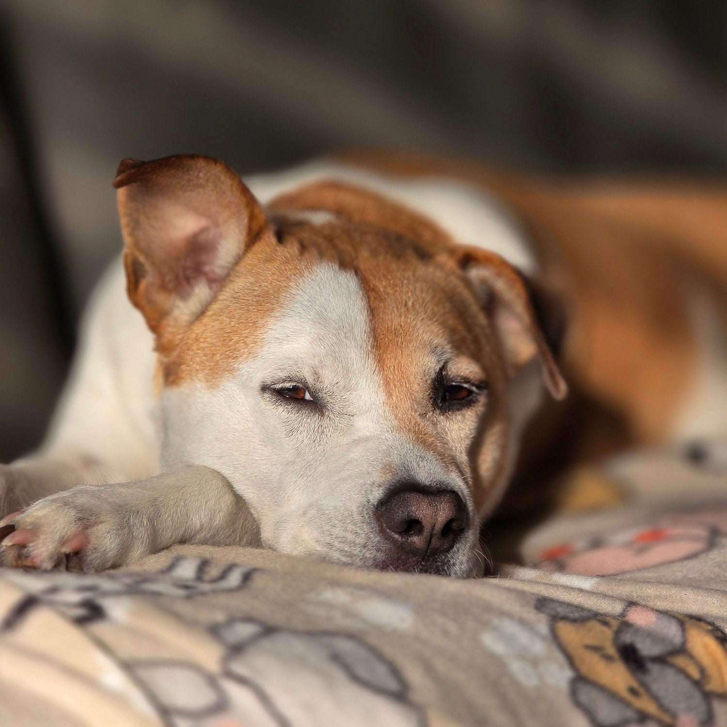 A brown and white dog resting on a patterned blanket in a cozy indoor setting.