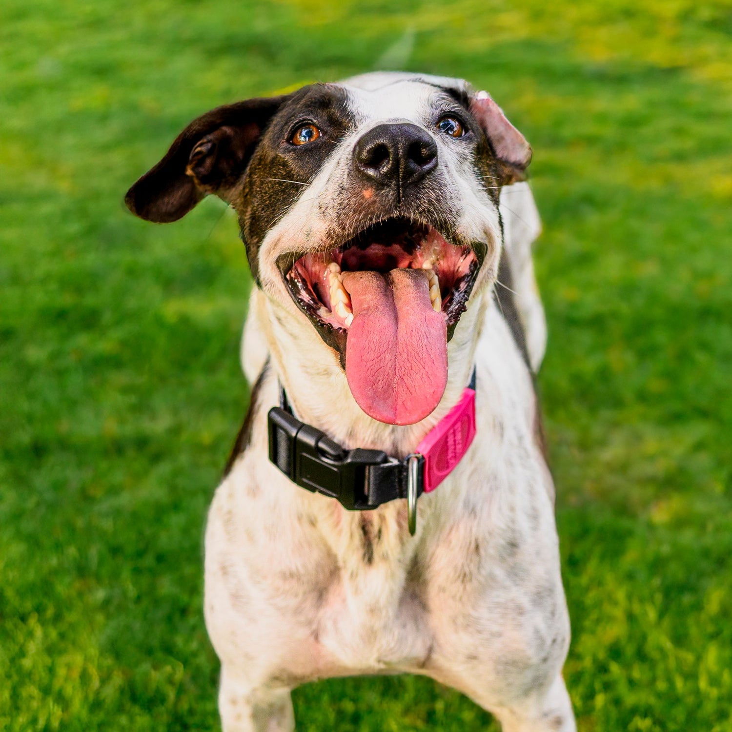 A black and white spotted dog with its tongue out, wearing a pink and black collar, standing on a green grass lawn.