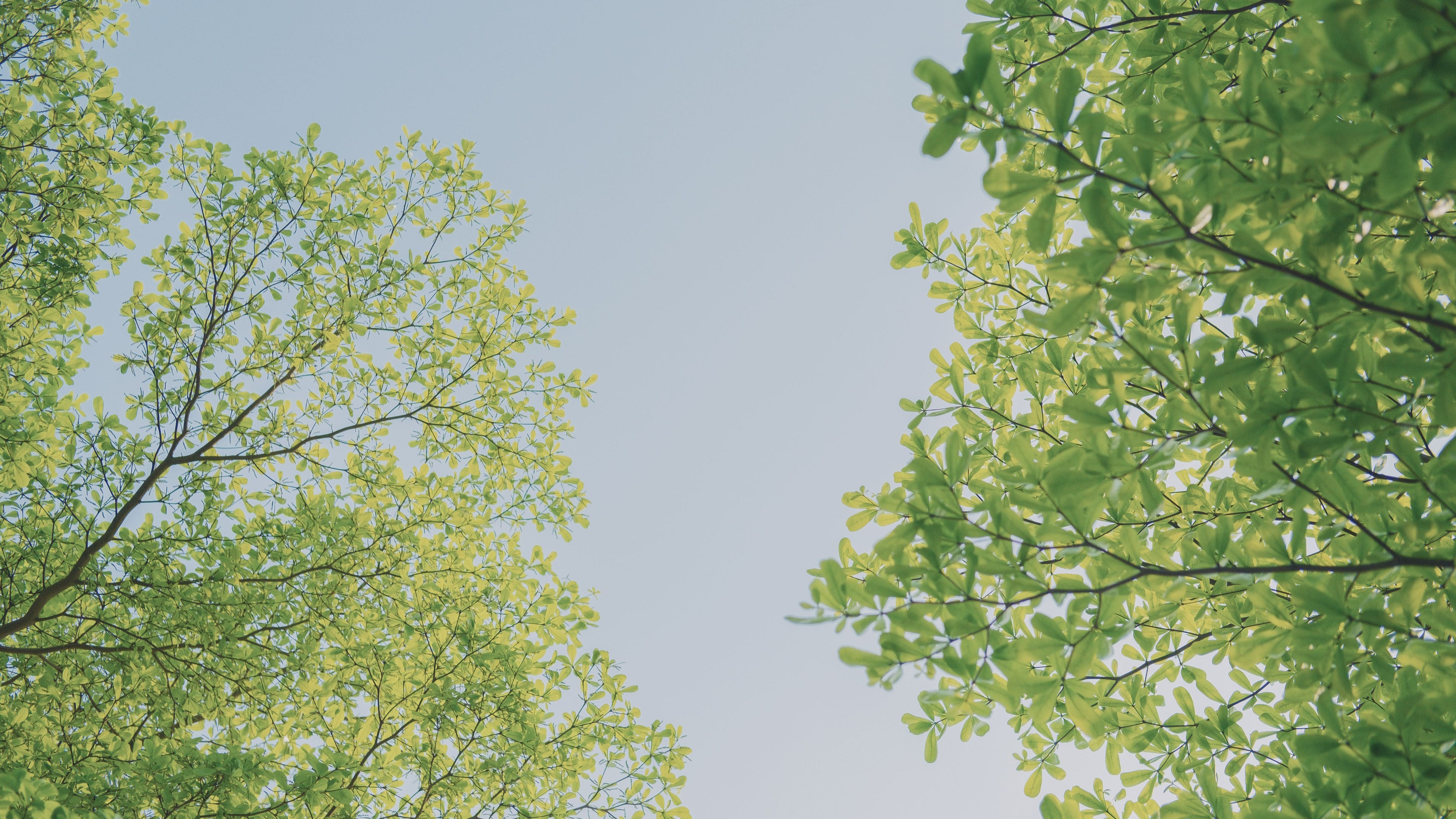 Green tree leaves and branches framing a pale blue sky, photographed from below looking upward.