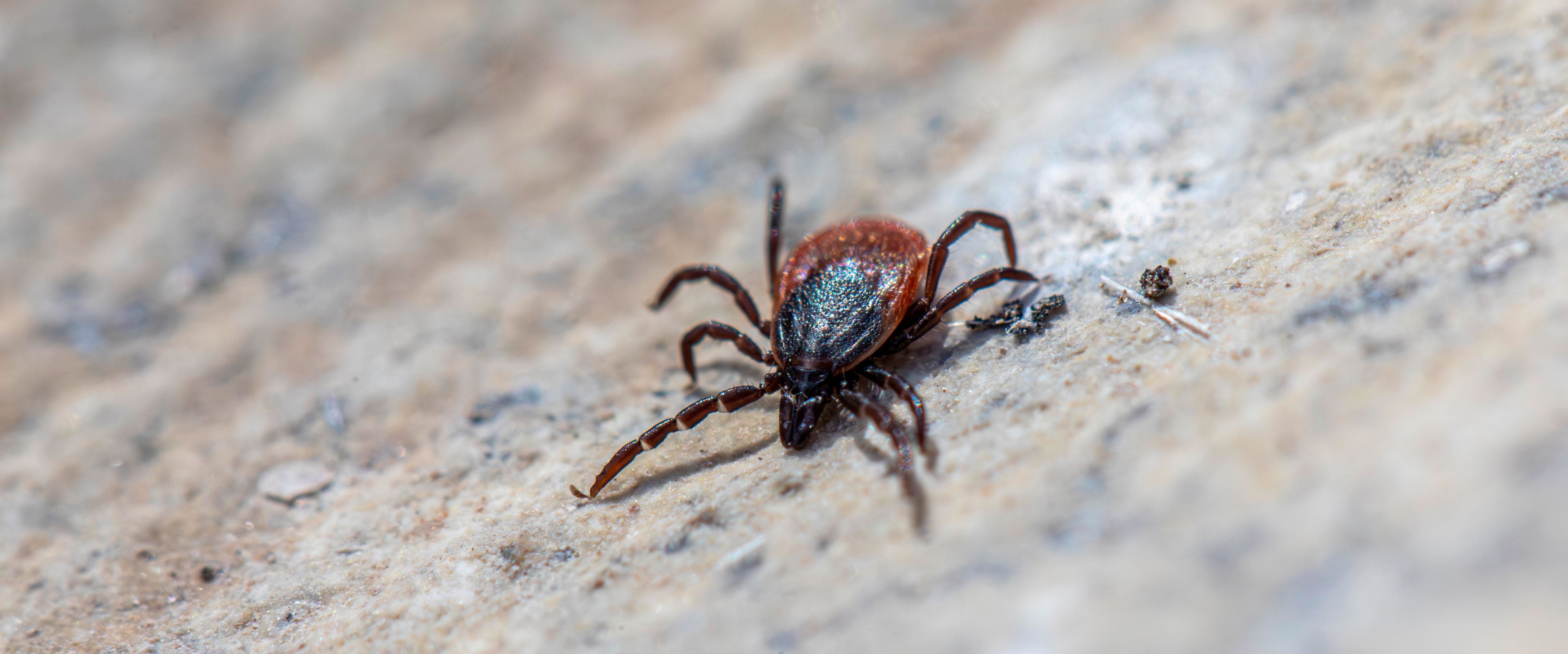 A close-up photograph of a tick on a textured stone surface.