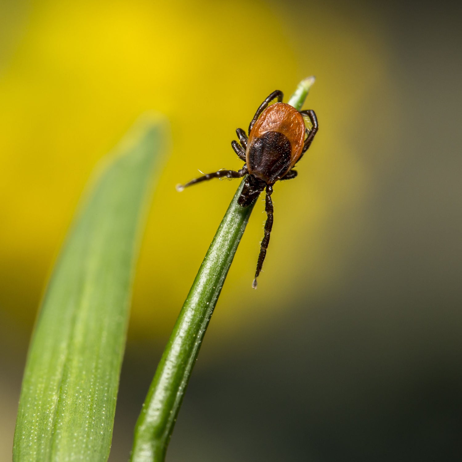 A close-up macro photograph of a tick on a green blade of grass against a blurred yellow and green natural background.