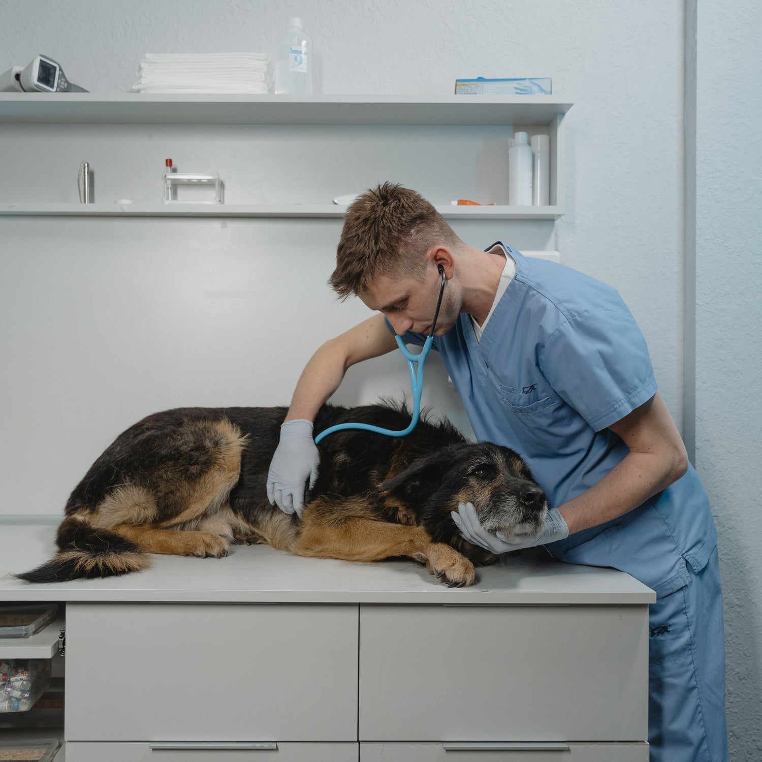 Veterinarian examining a dog in a clinic setting