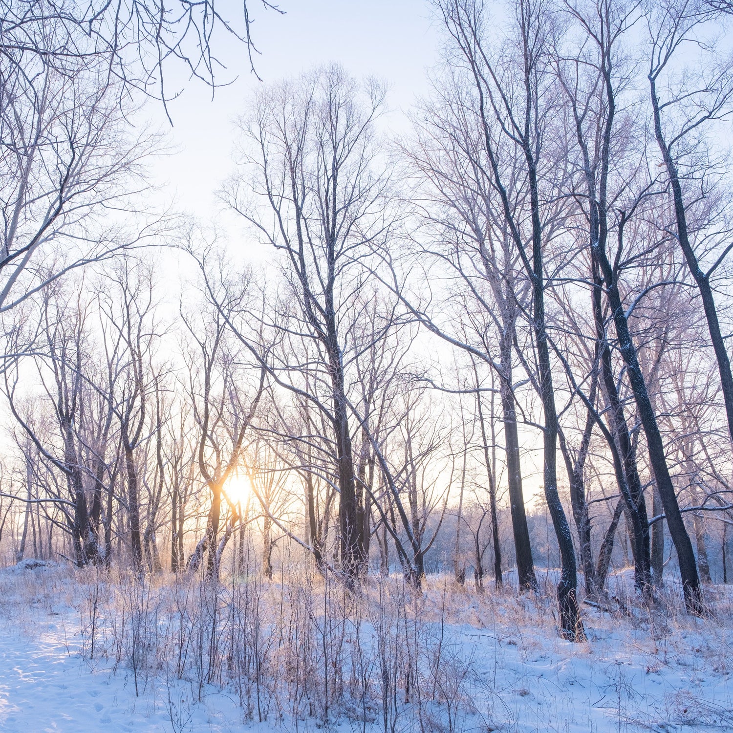 A snowy forest path lined with tall, bare winter trees, with the low sun glowing through the branches and casting a soft light over the snow.