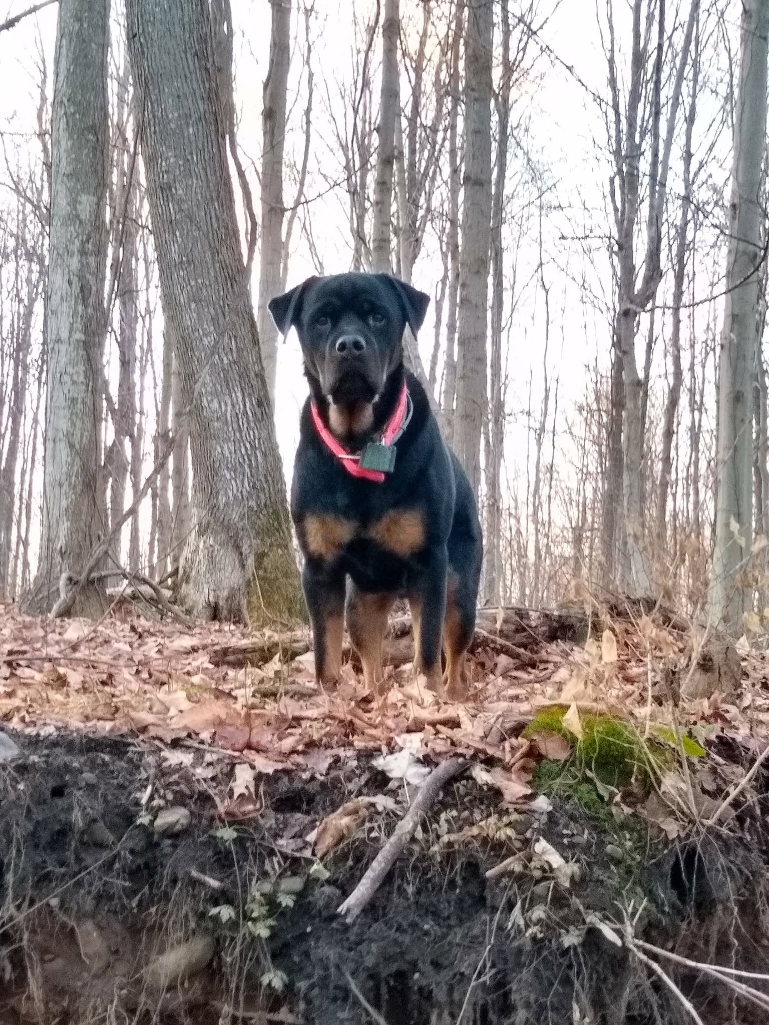 A Rottweiler dog wearing a red collar stands on a leaf-covered hillside in a wooded forest.
