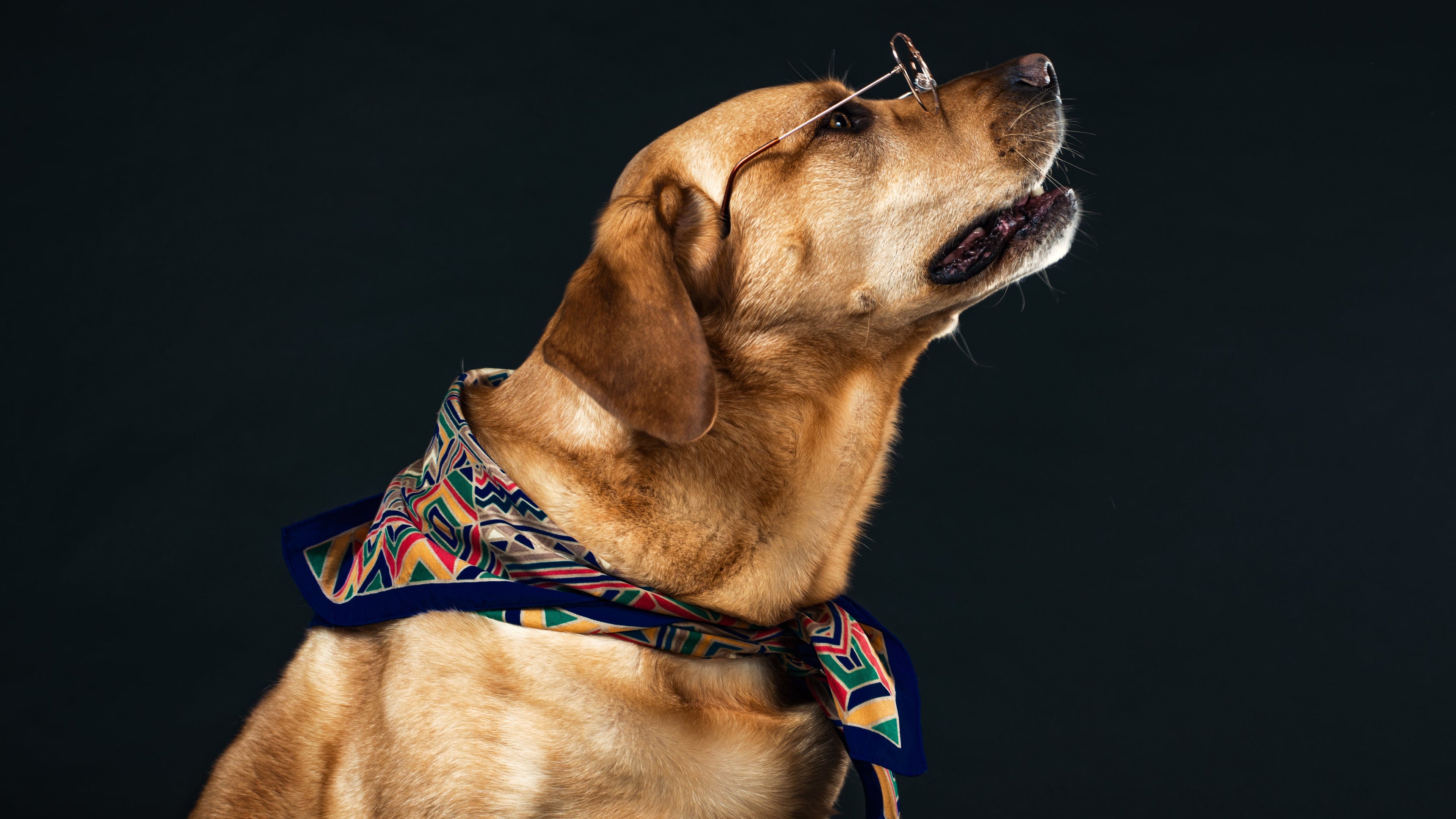 A yellow Labrador Retriever in profile, wearing a colorful bandana and glasses.