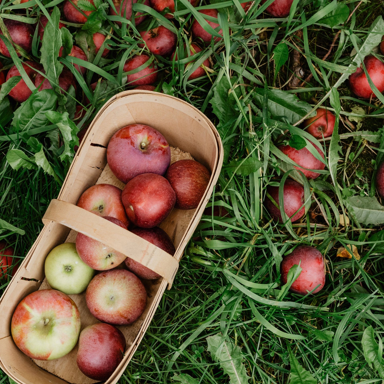 Red apples on the ground next to a basket of freshly picked apples