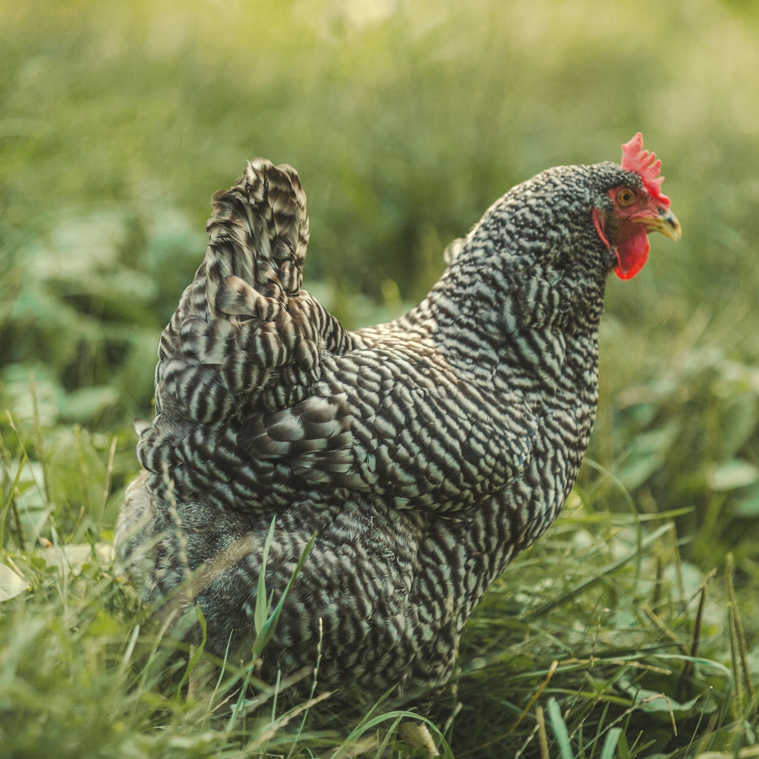 Black and white with red comb and wattle Barred Rock Chicken in grass.