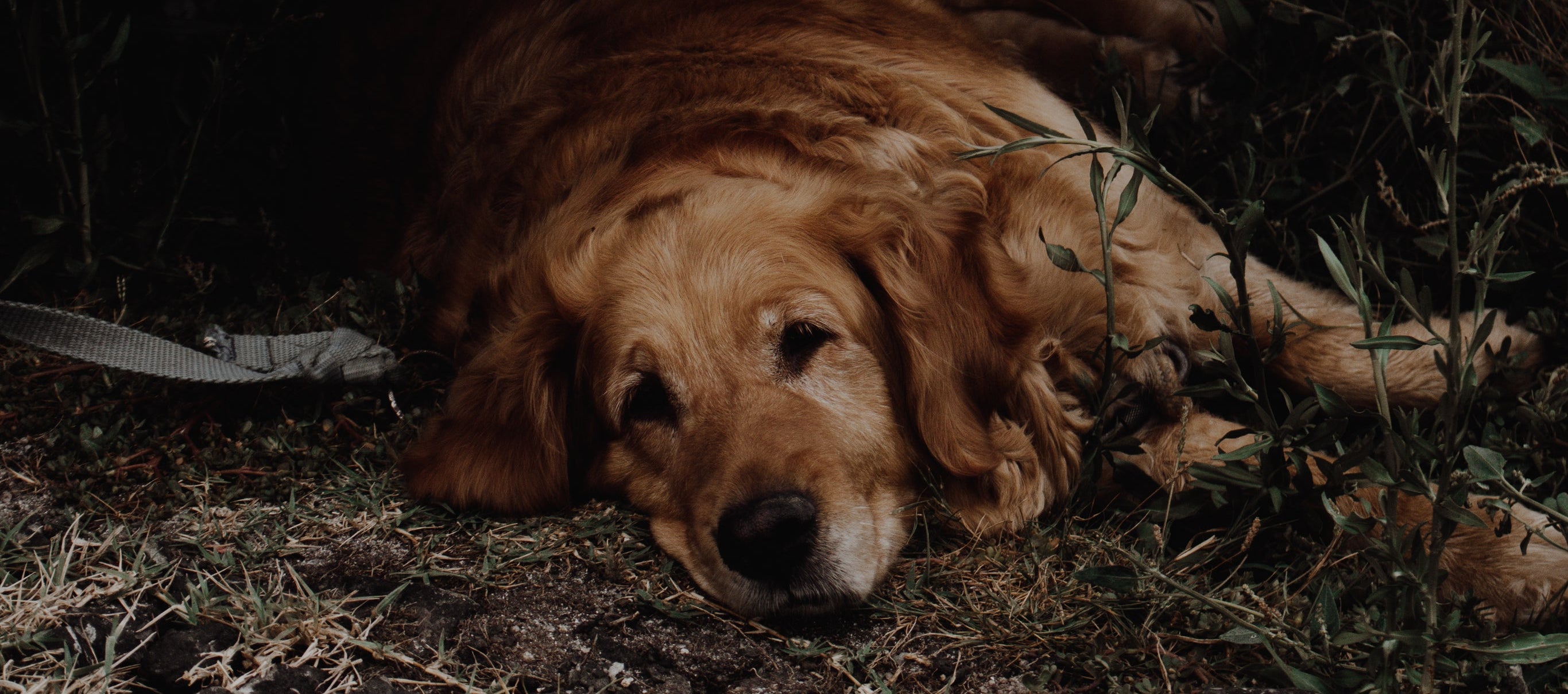 An older golden retriever lies in the shade on the grass.