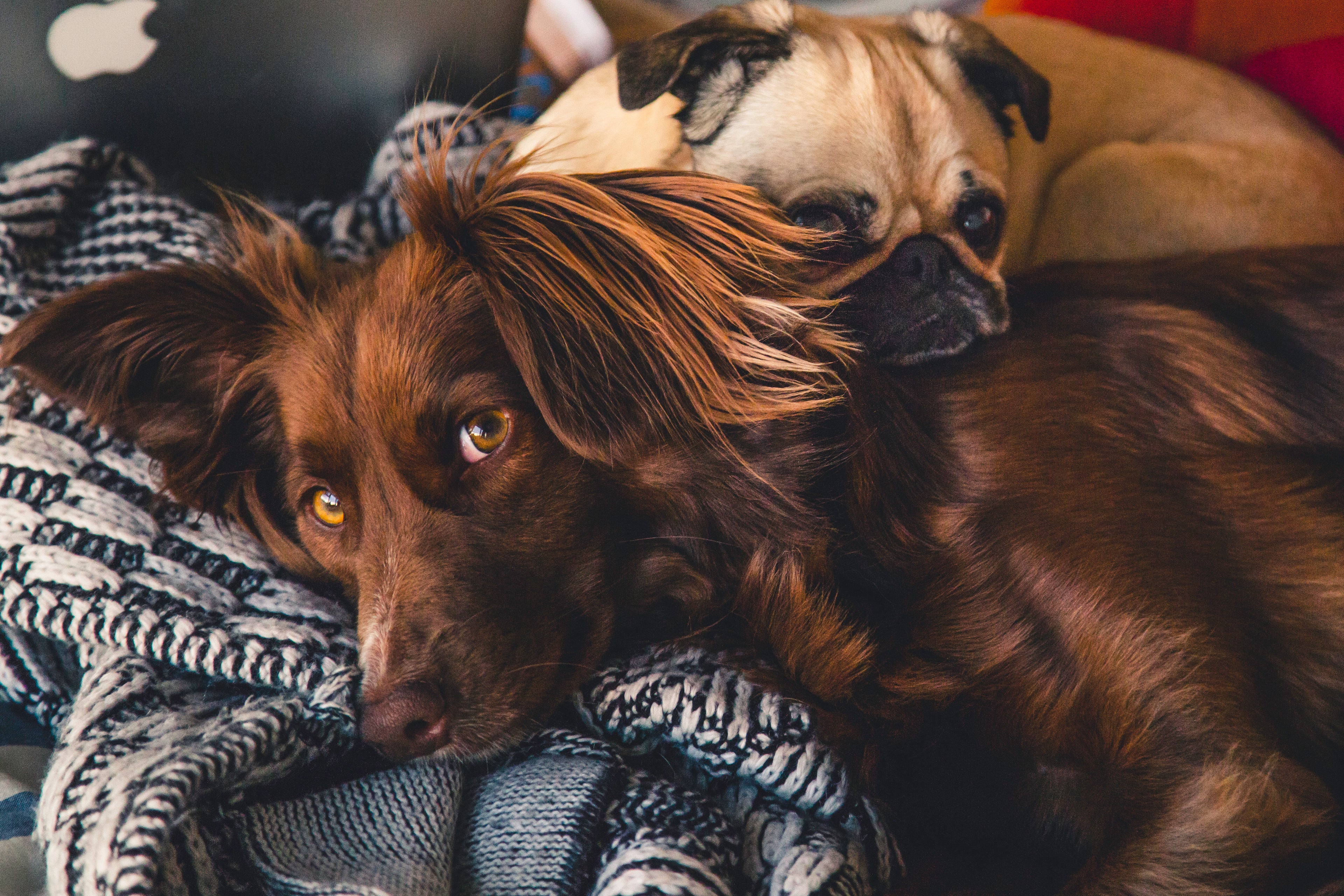 Two dogs, one a brown setter and the other a pug mix, lying on a blue and white woven blanket.